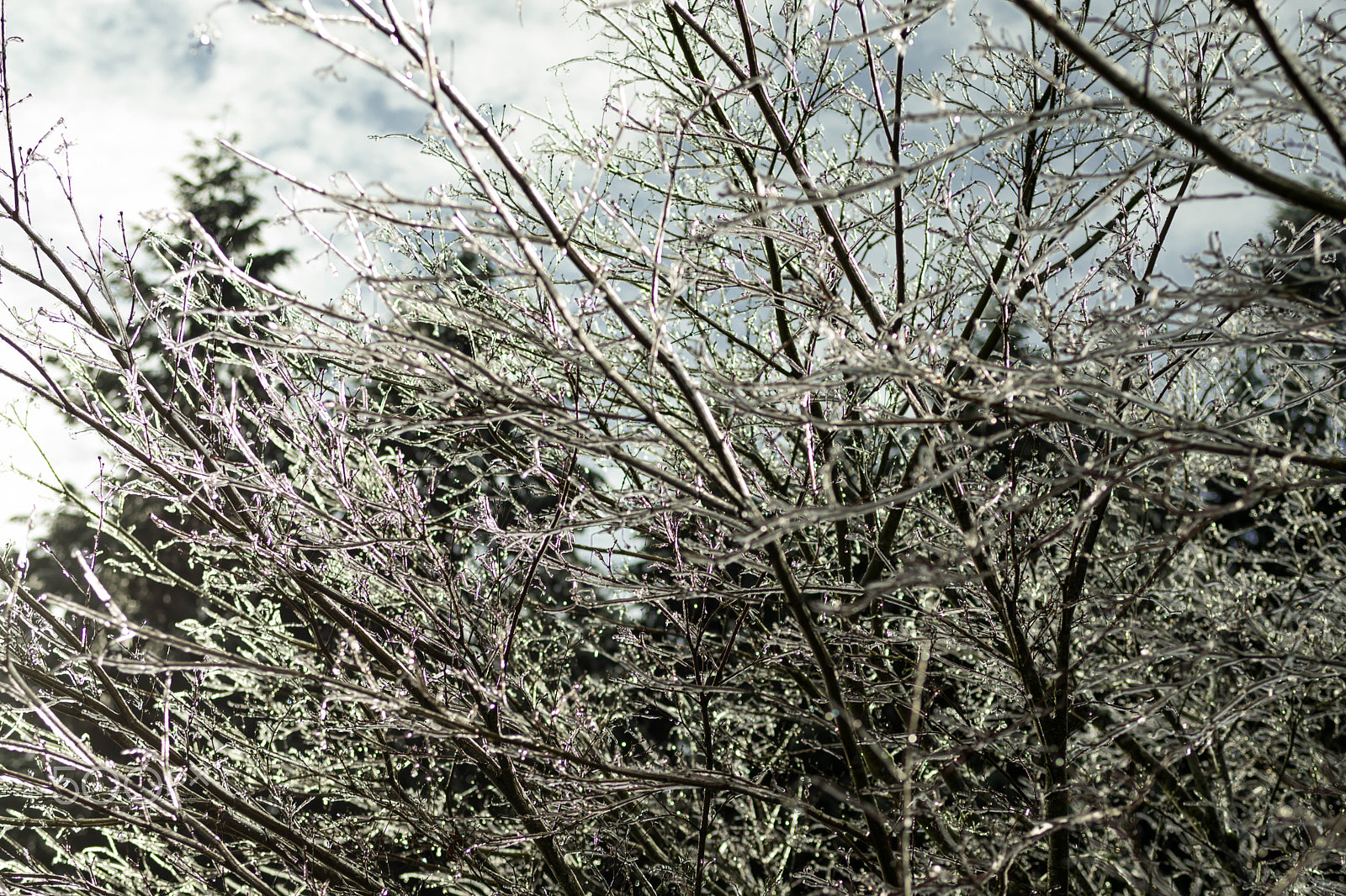 Nikon D5300 + AF-S Nikkor 35mm f/1.8G sample photo. Trees in ice photography