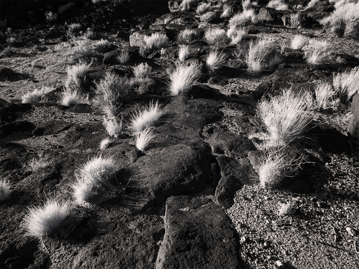 Olympus PEN E-PM2 sample photo. Tufts photography