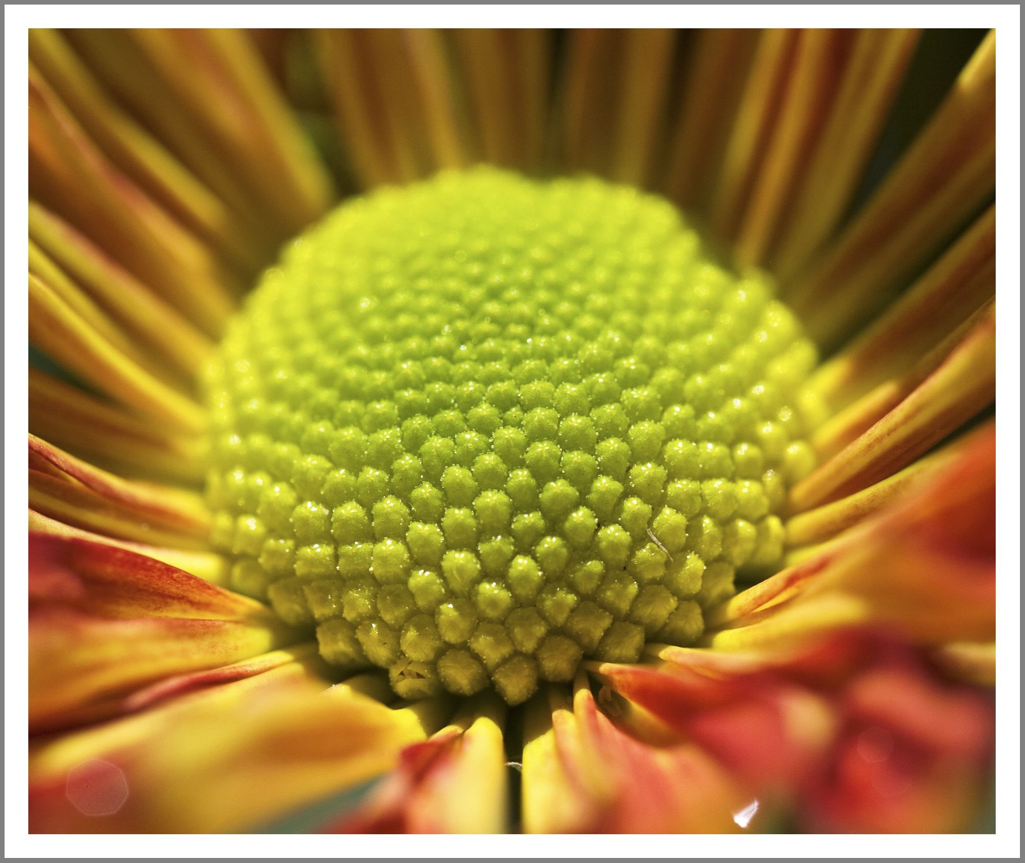 Nikon D2Hs sample photo