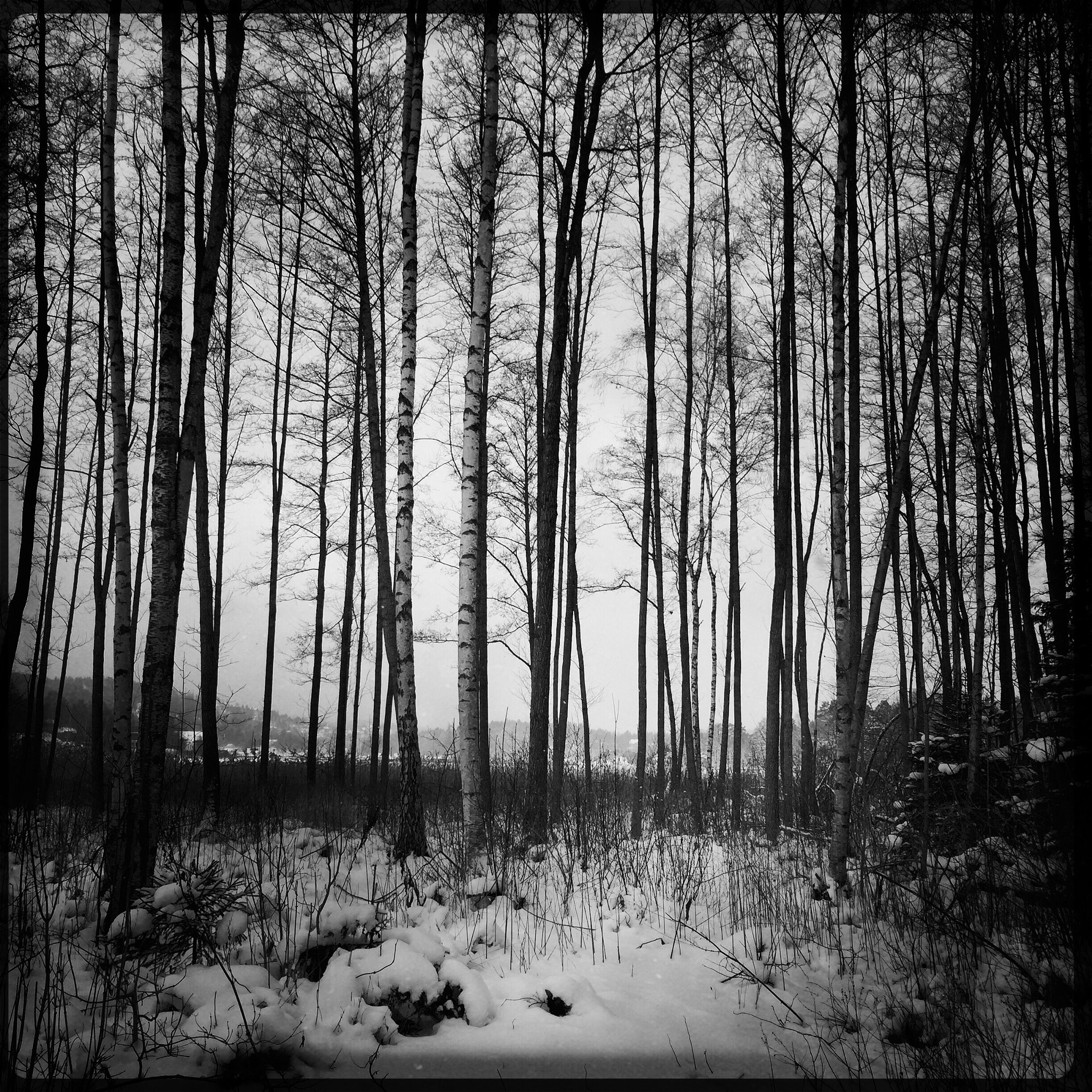 Hipstamatic 305 sample photo. Forest photography