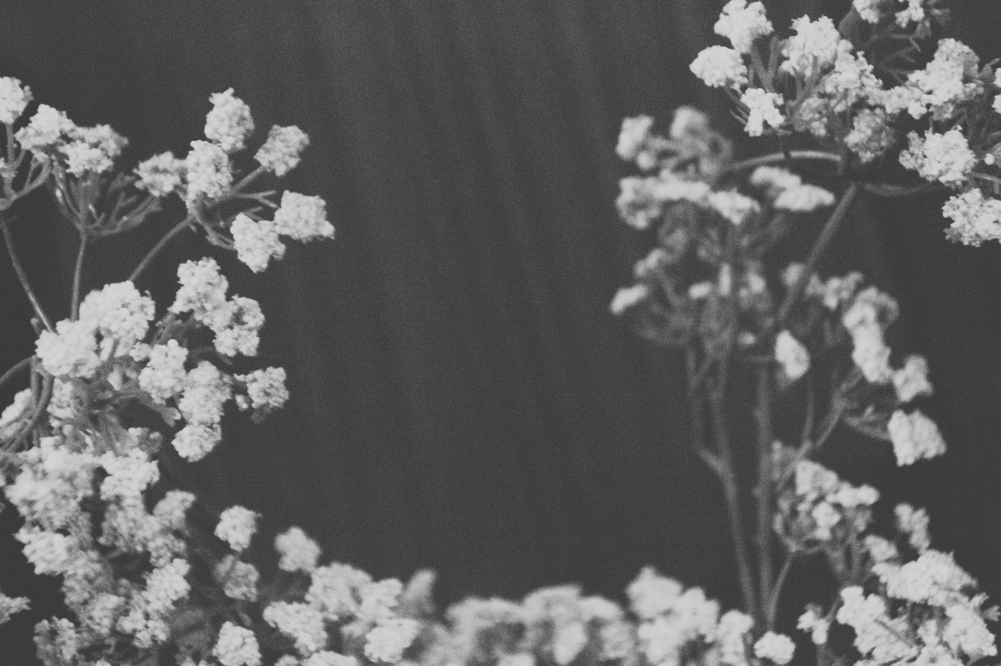 Nikon D3200 + Nikon AF Nikkor 105mm F2D DC sample photo. Flowery abstract photography