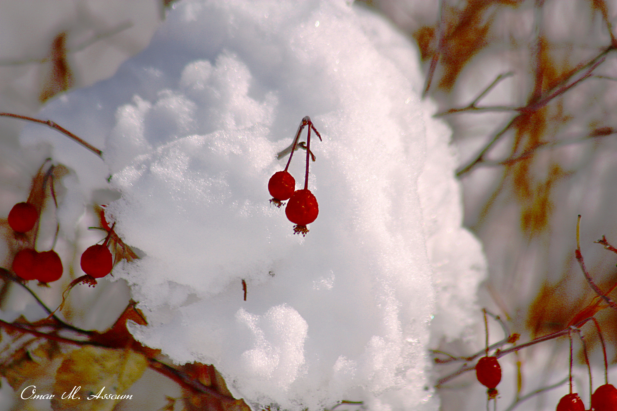 Canon EF 75-300mm F4.0-5.6 IS USM sample photo. Red earrings photography