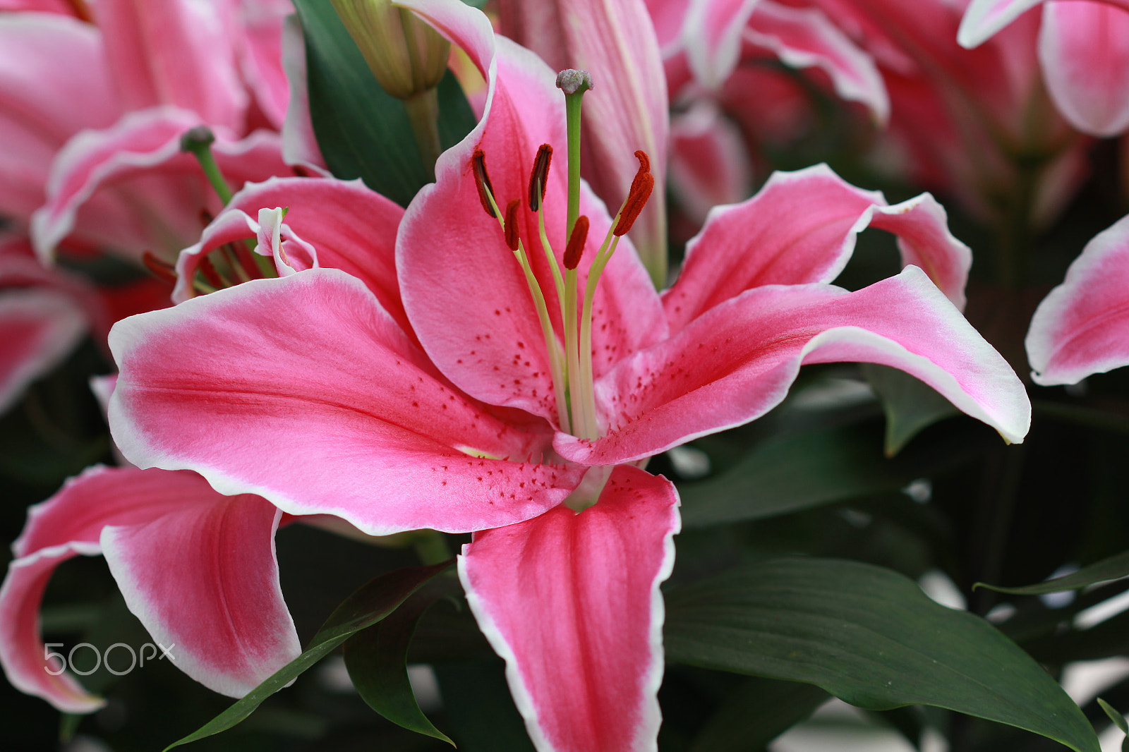 Canon EOS 550D (EOS Rebel T2i / EOS Kiss X4) + Canon EF 100mm F2.8 Macro USM sample photo. Flower posing bold photography