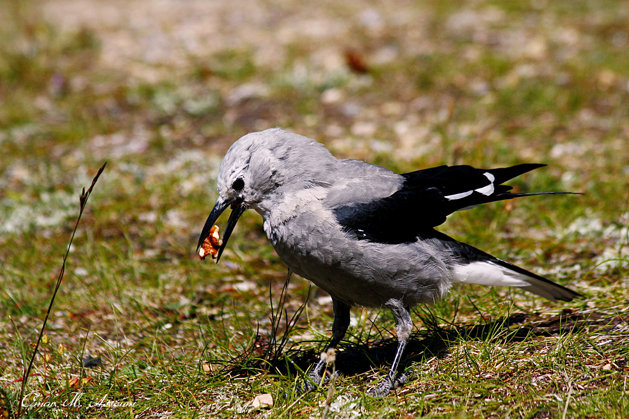Canon EF 75-300mm F4.0-5.6 IS USM sample photo. Nut & clark's nutcracker photography