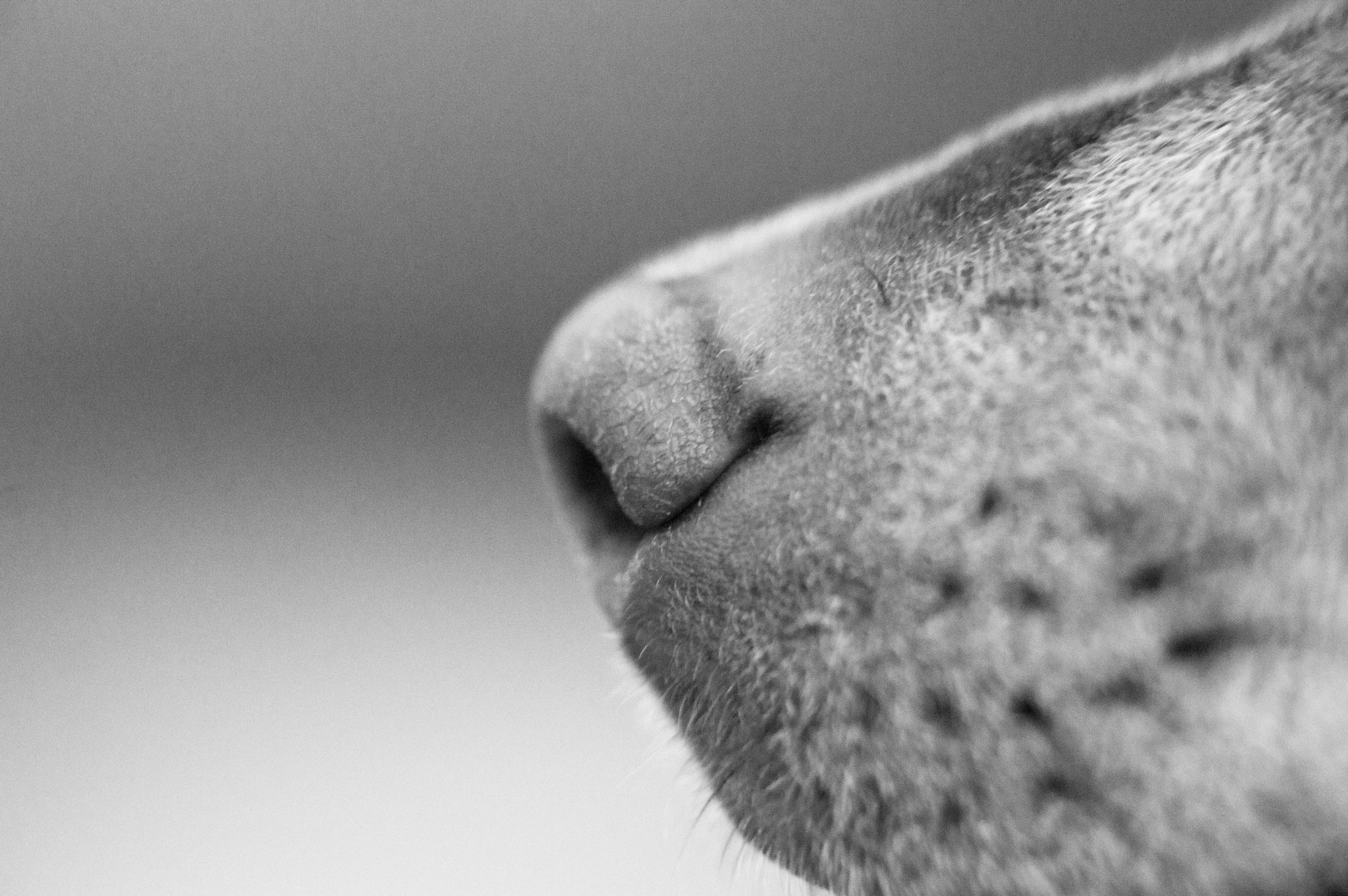FSA-L2, EDG 65, 800mm F13 G sample photo. Little dog nose photography