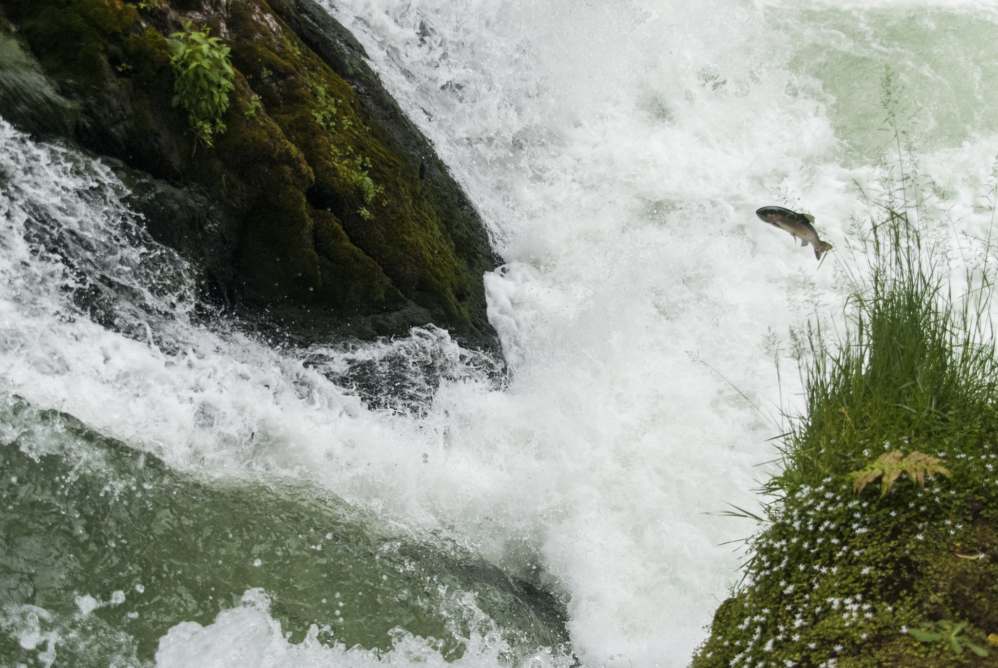 Nikon D200 + Sigma 18-200mm F3.5-6.3 DC sample photo. Jumper fish photography