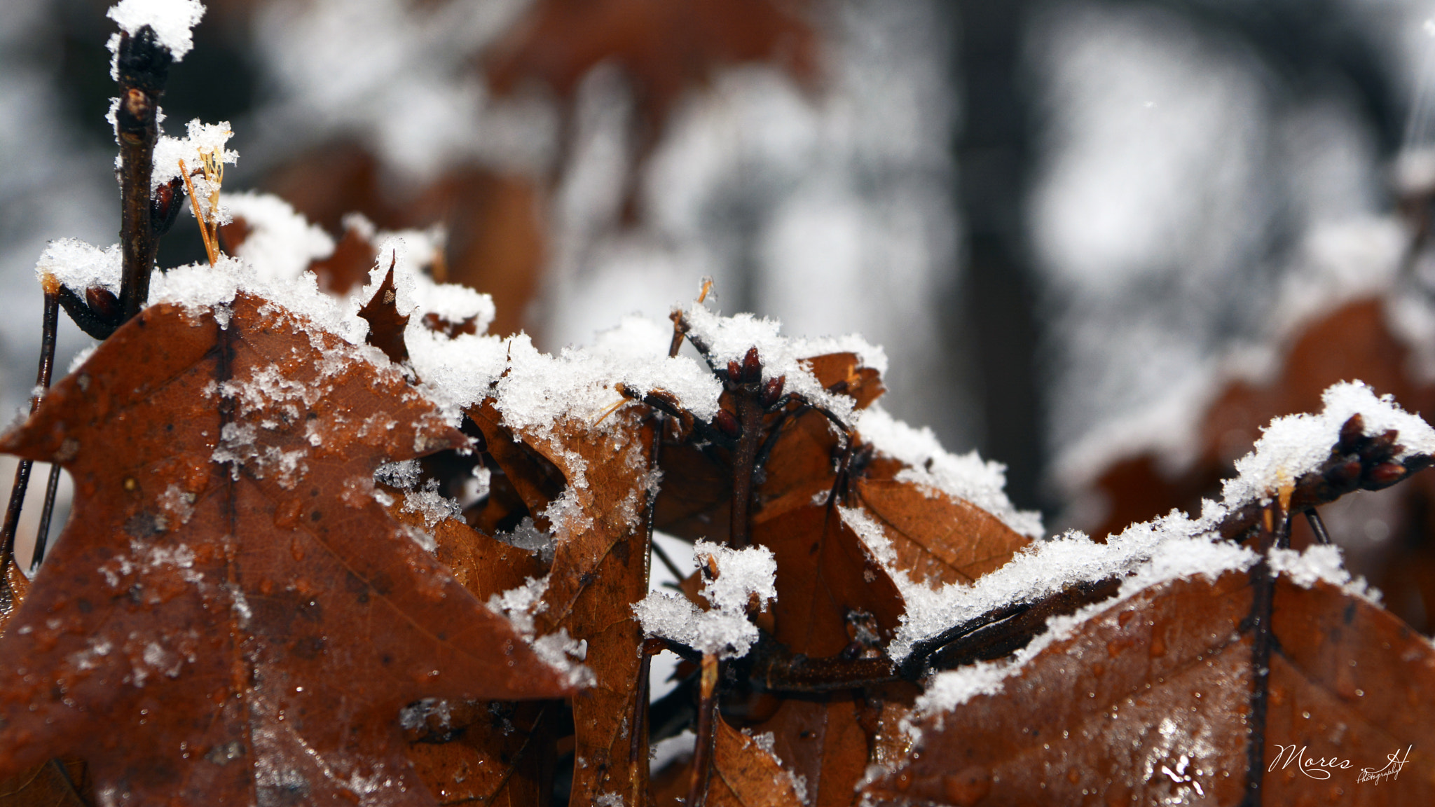 Nikon AF-S Nikkor 24-70mm F2.8E ED VR sample photo. Snow on tree leaves photography