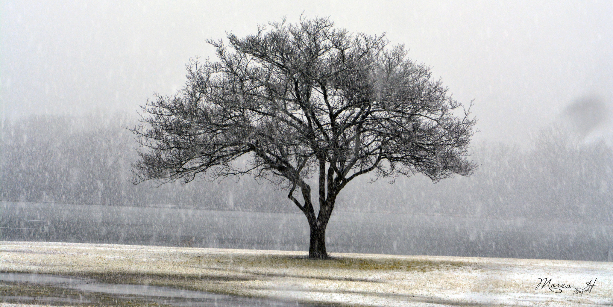 Nikon AF-S Nikkor 24-70mm F2.8E ED VR sample photo. The only tree photography