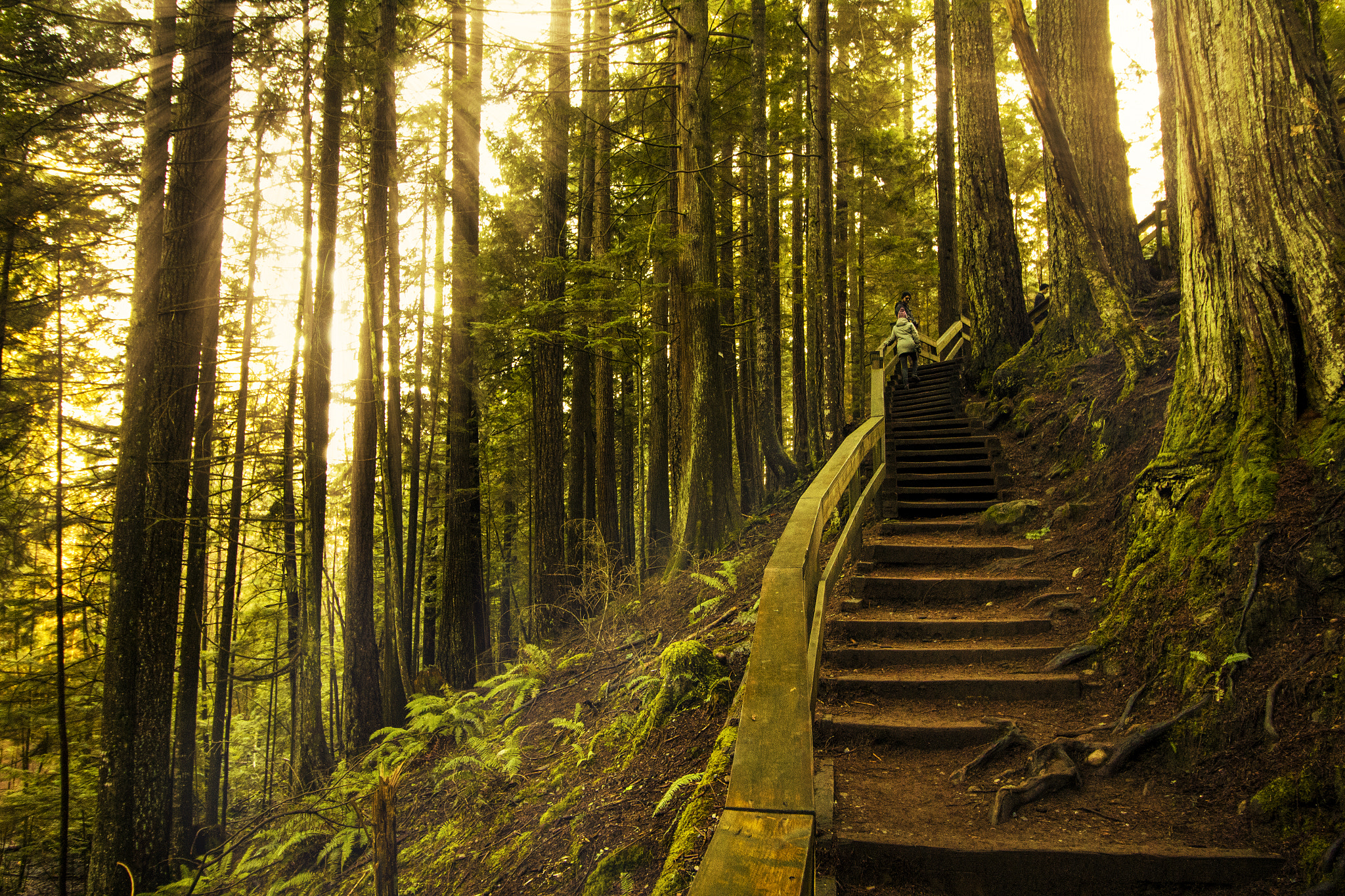 Canon EF-S 10-18mm F4.5–5.6 IS STM sample photo. Stairway to jungle photography