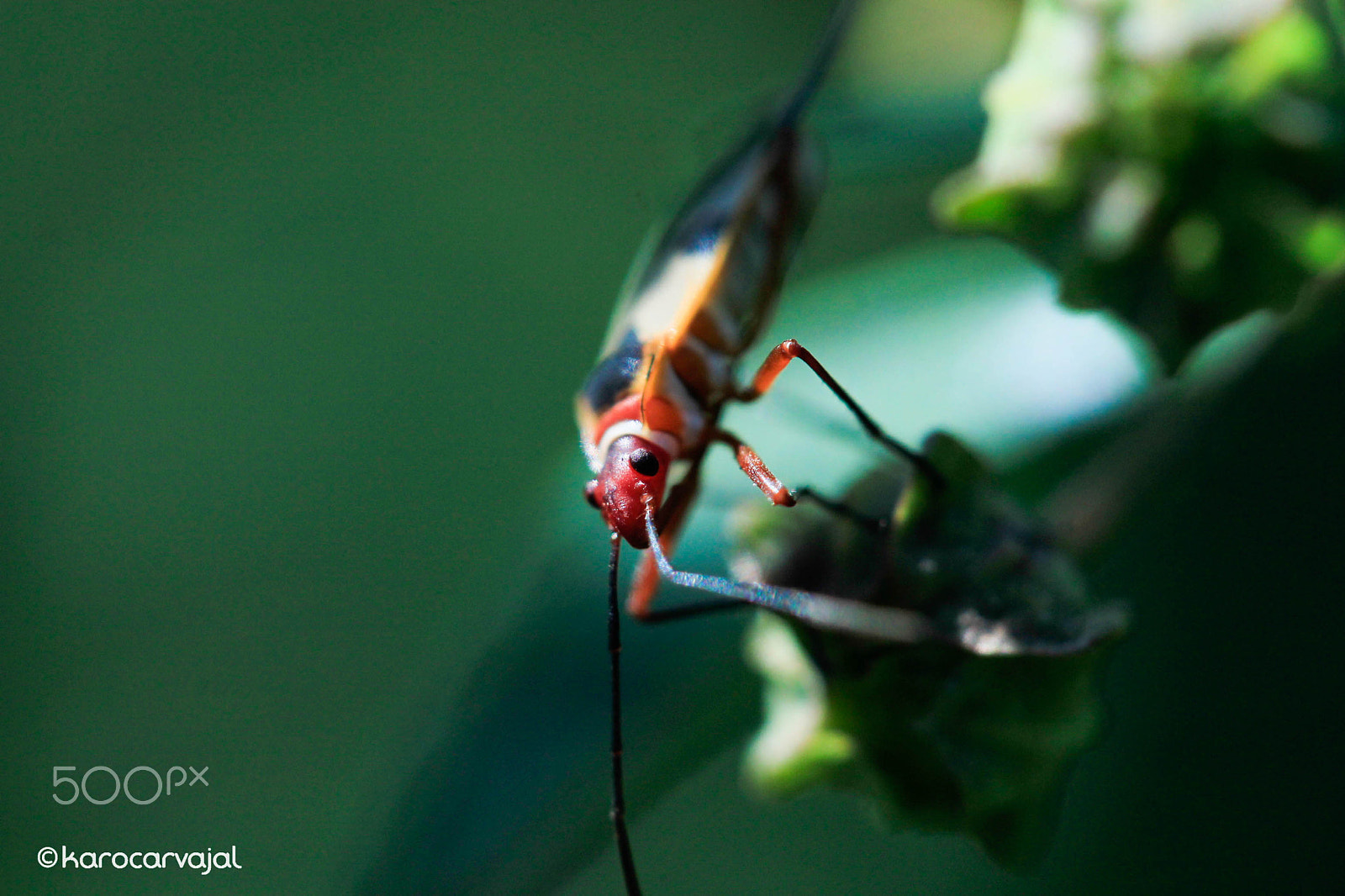 Canon EF-S 60mm F2.8 Macro USM sample photo. Bug photography