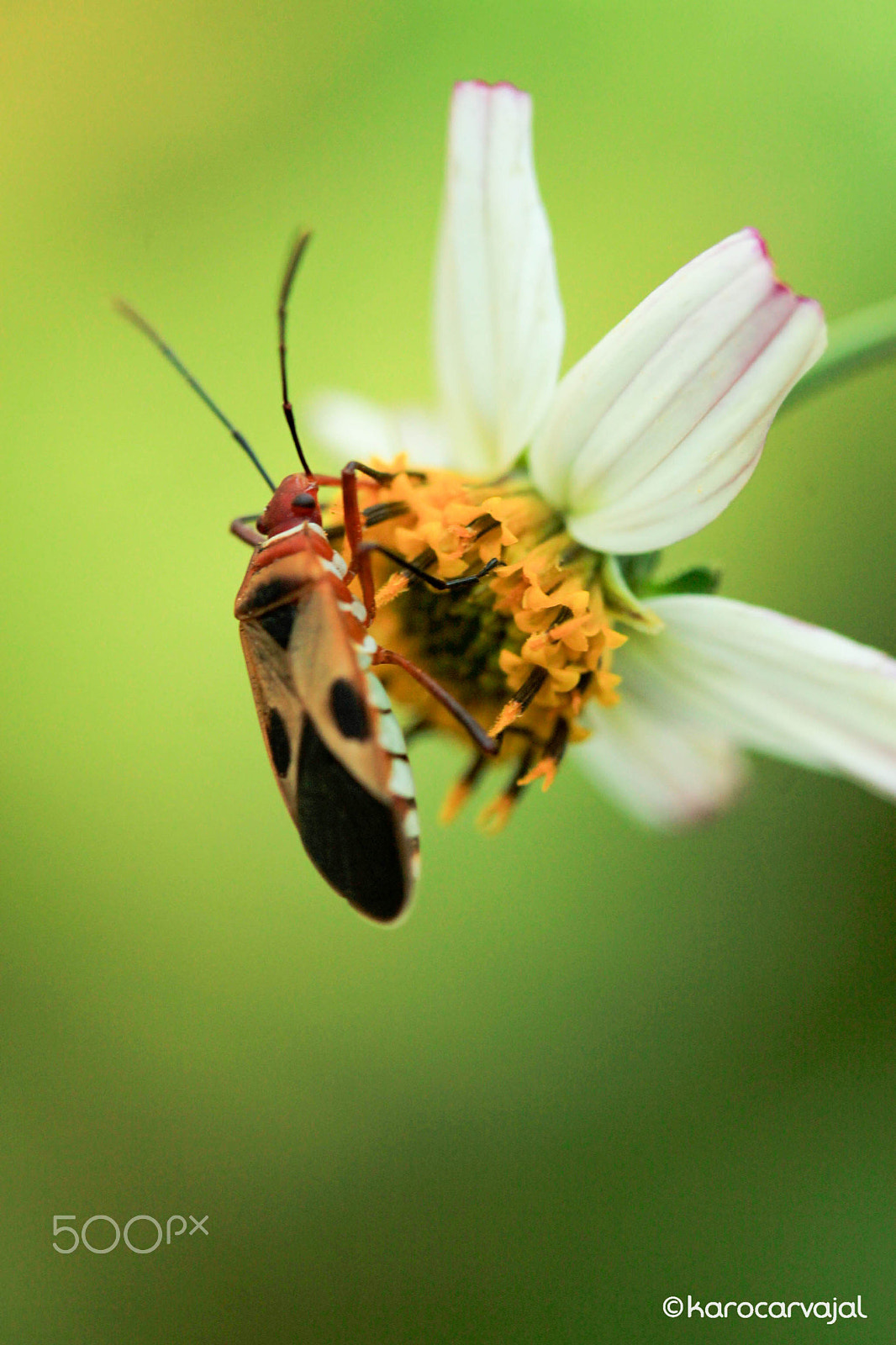 Canon EF-S 60mm F2.8 Macro USM sample photo. Almuerzo photography