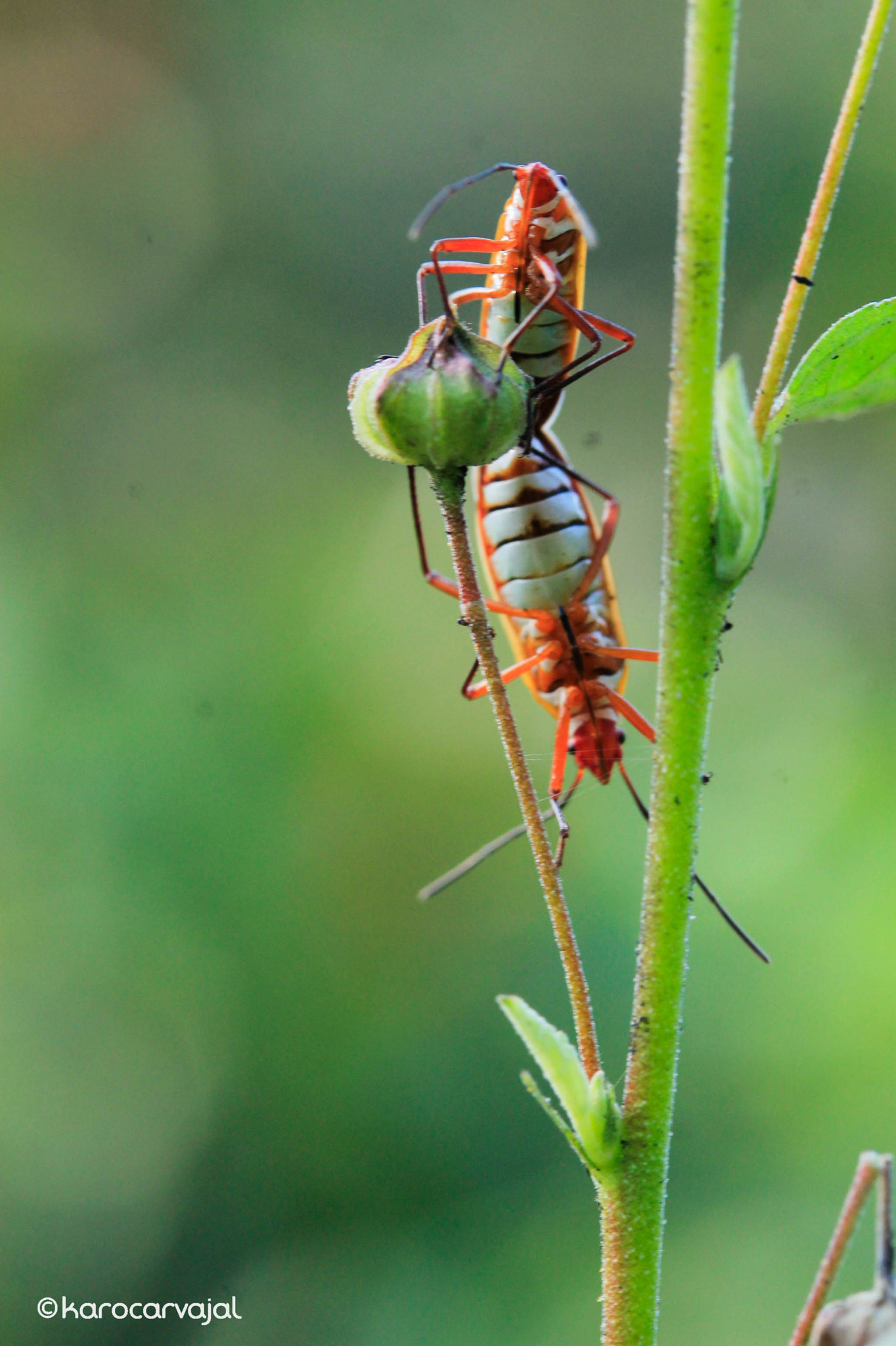 Canon EF-S 60mm F2.8 Macro USM sample photo. Love is in the air photography