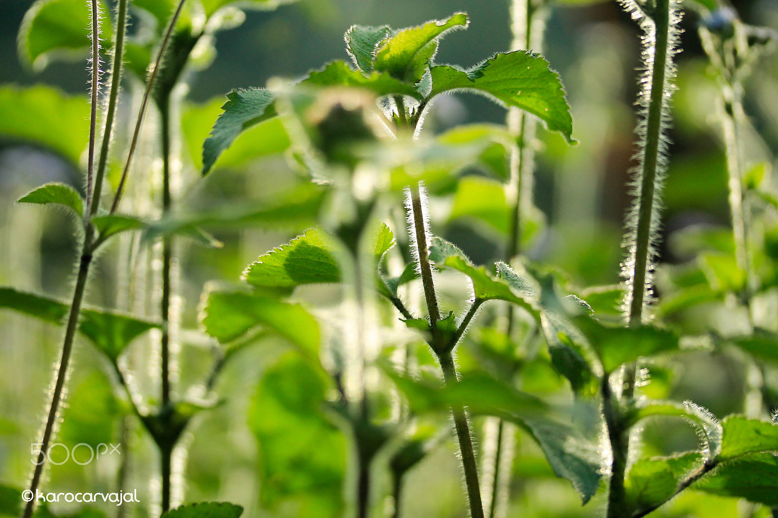 Canon EF-S 60mm F2.8 Macro USM sample photo. Cuando el verde brilla photography