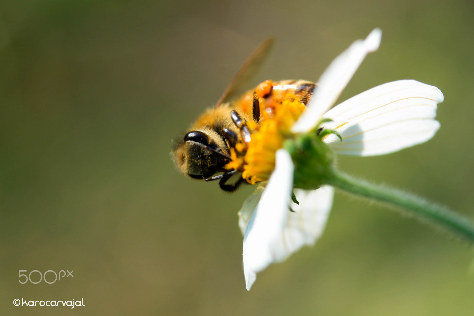 Canon EF-S 60mm F2.8 Macro USM sample photo. Mr bee photography