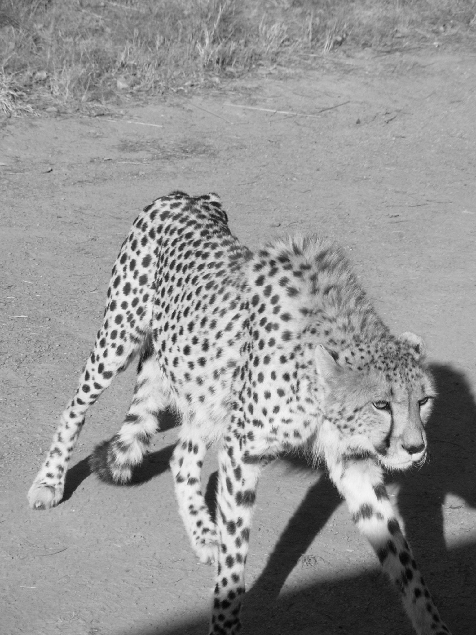 Nikon COOLPIX L1 sample photo. Prowling cheetah photography