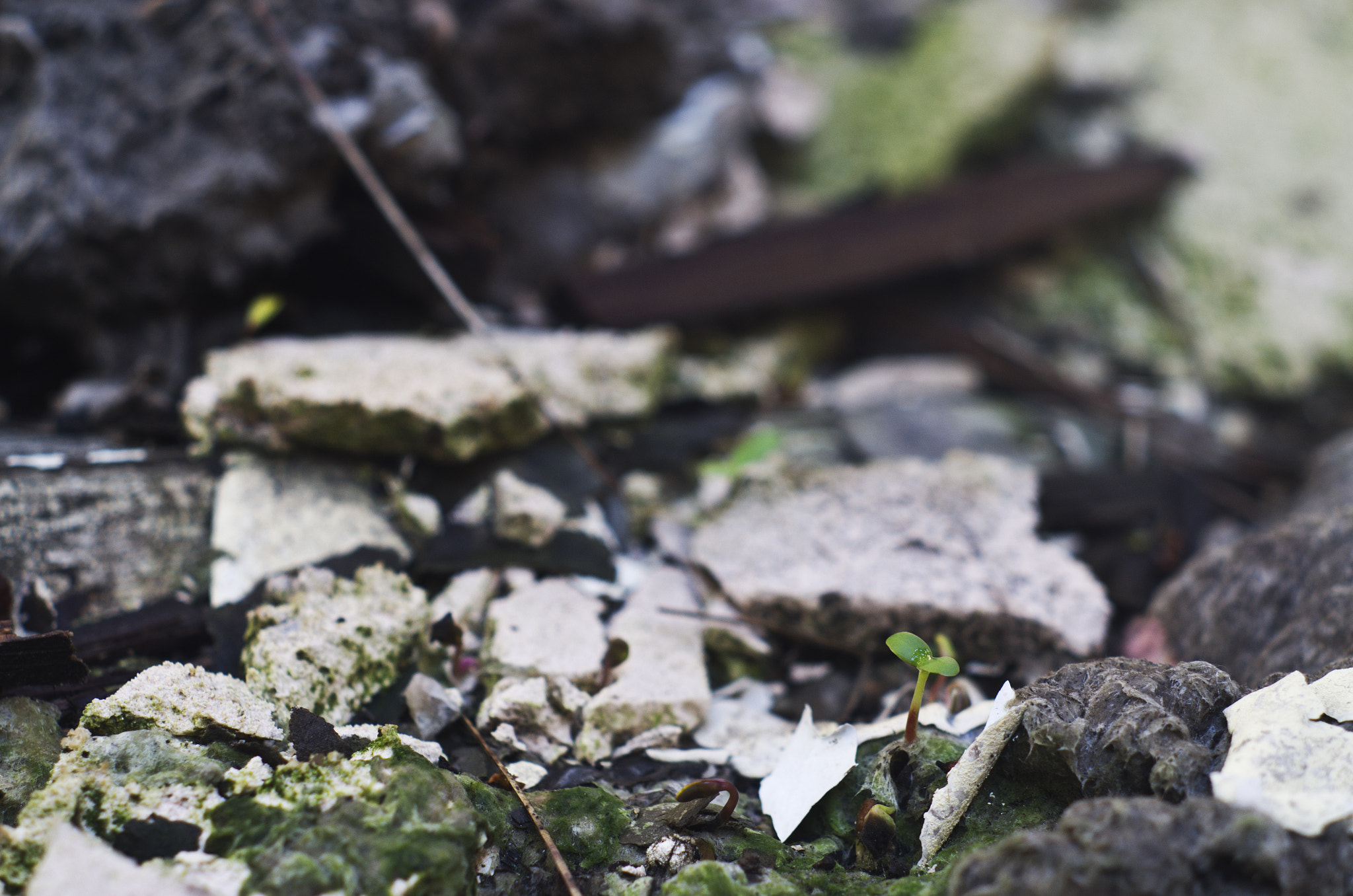 Pentax K-30 + A Series Lens sample photo. Budding decay i. photography