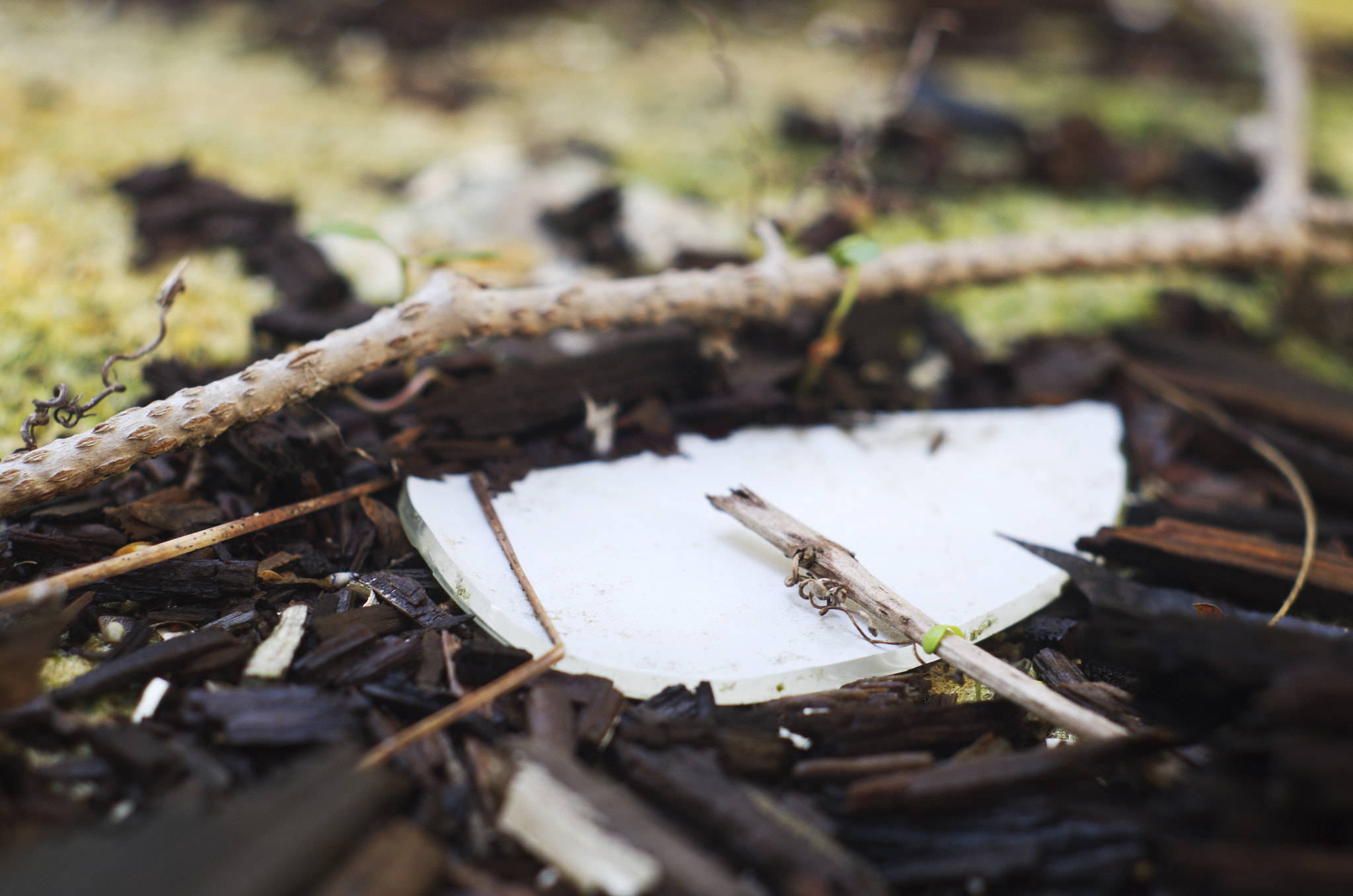 Pentax K-30 + A Series Lens sample photo. Budding decay ii. photography
