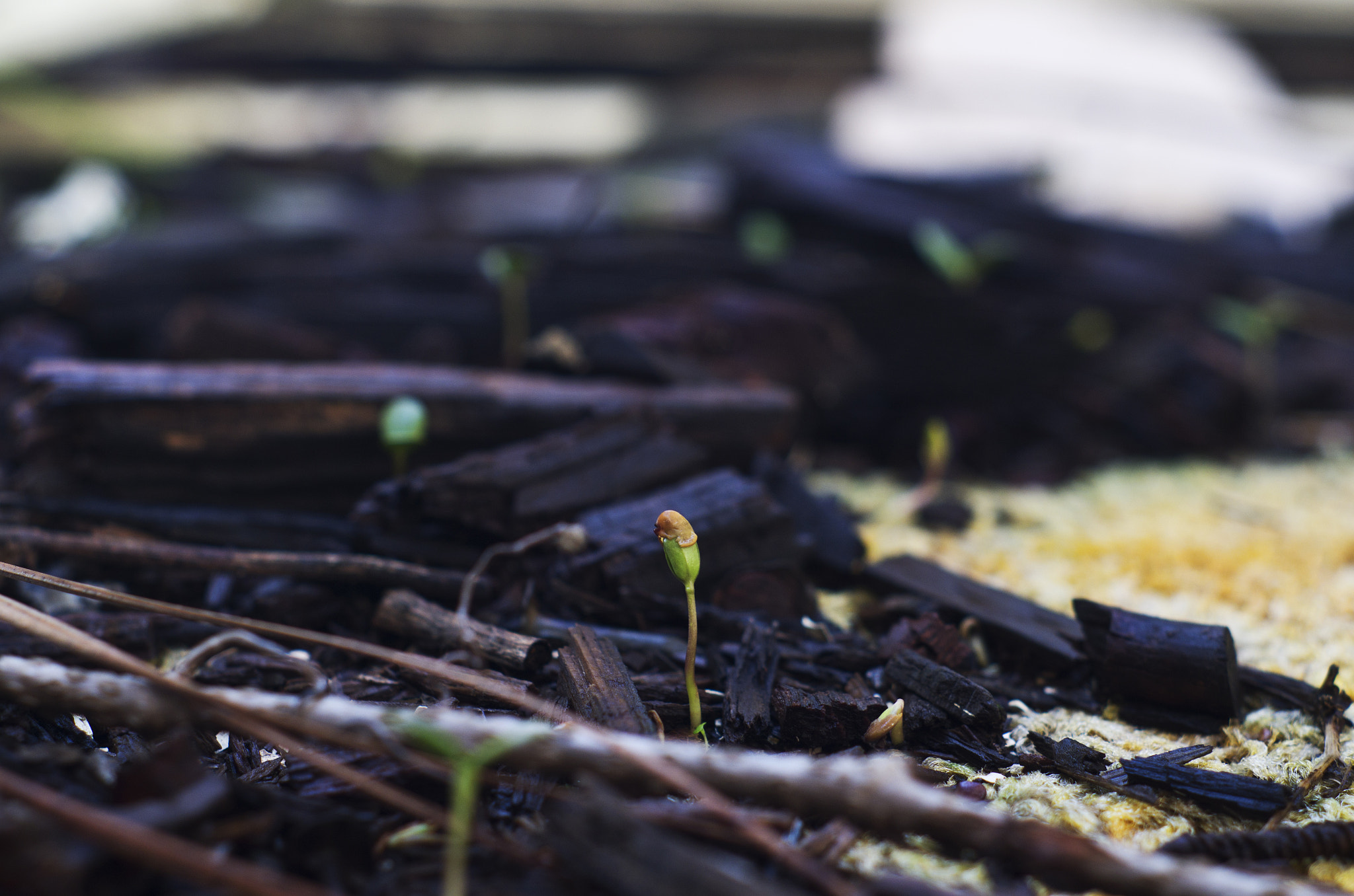 Pentax K-30 + A Series Lens sample photo. Budding decay iii. photography