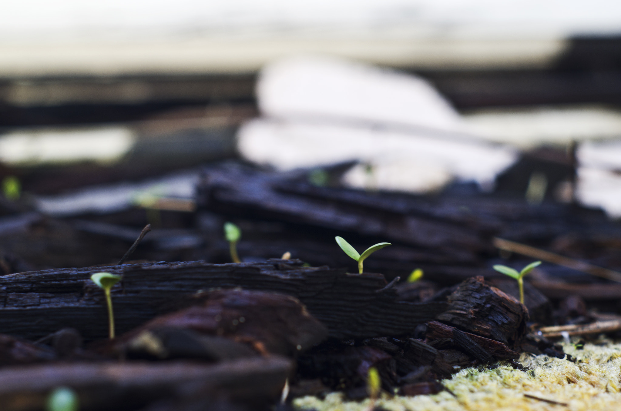 Pentax K-30 + A Series Lens sample photo. Budding decay iv. photography