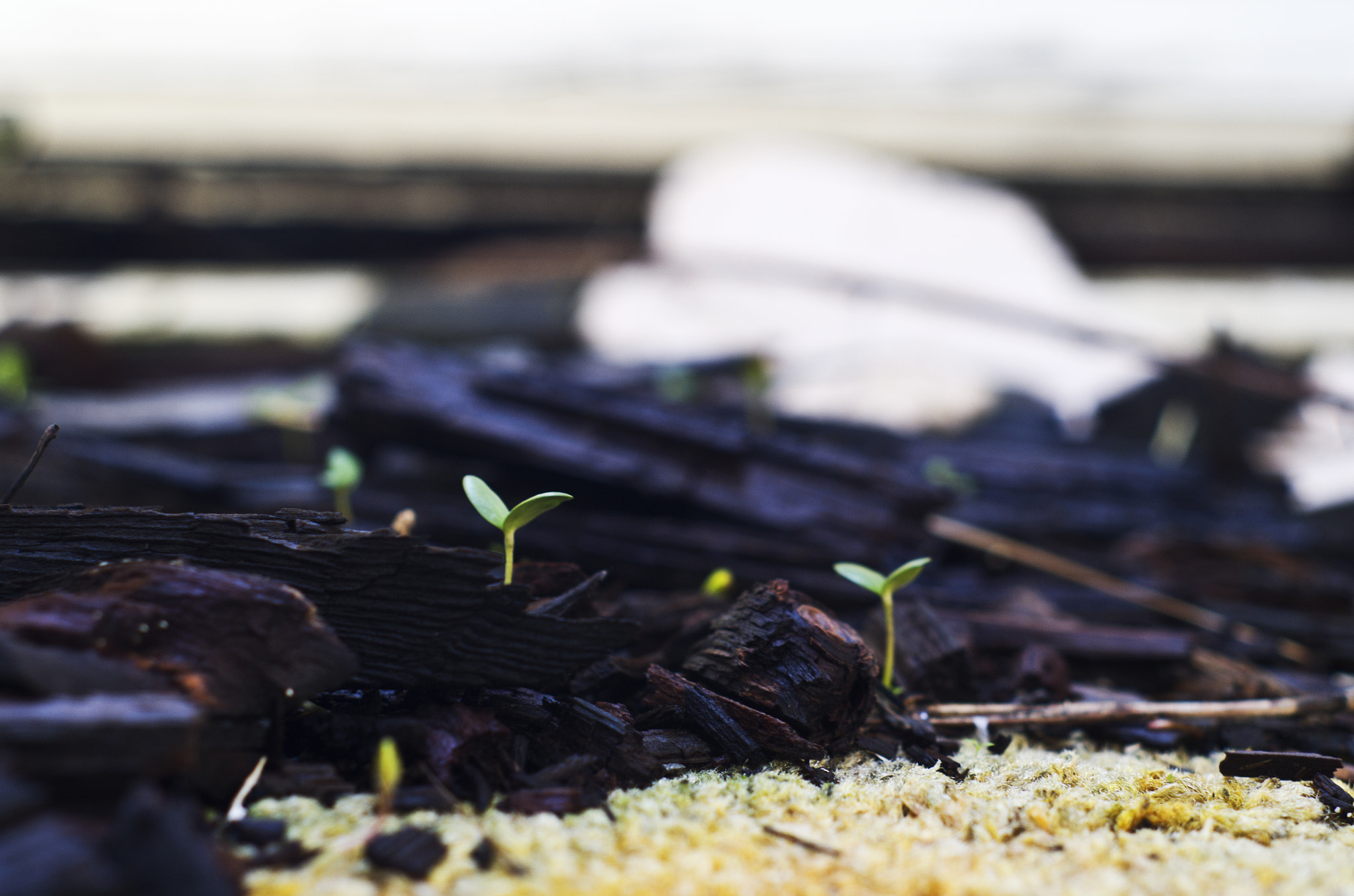 Pentax K-30 + A Series Lens sample photo. Budding decay v. photography