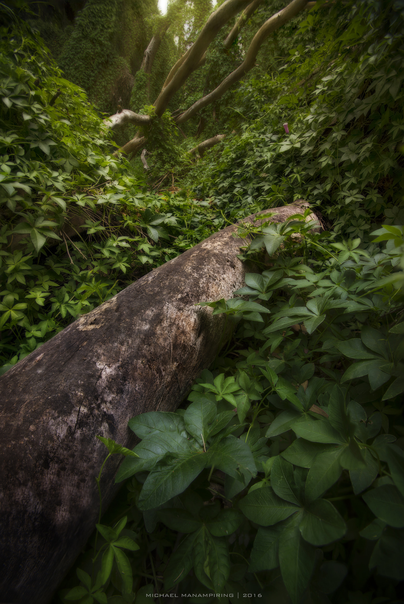 Sony a7R + Canon EF 16-35mm F2.8L USM sample photo. Secret garden photography