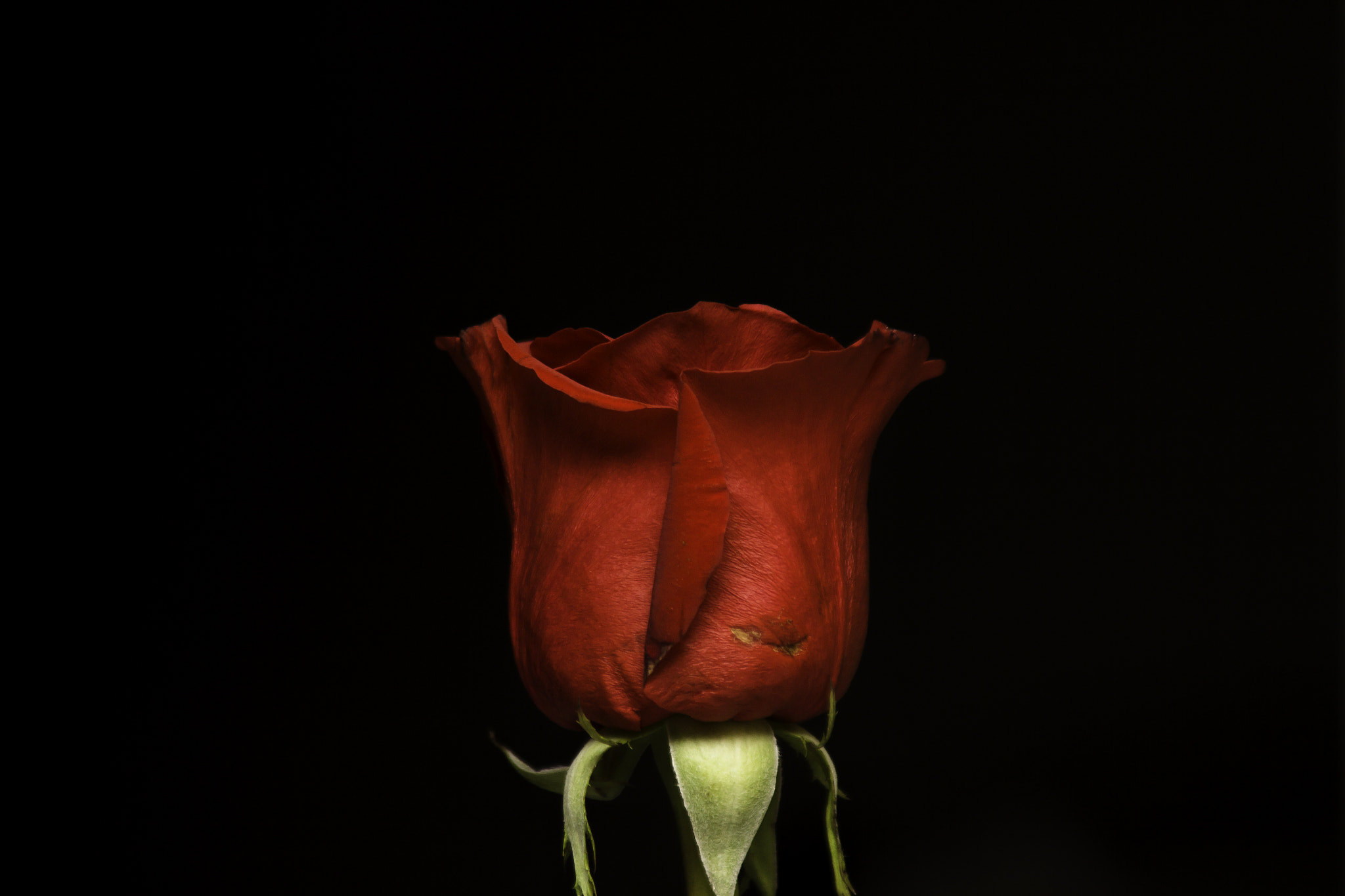 Tamron AF 28-200mm F3.8-5.6 XR Di Aspherical (IF) Macro sample photo. "silent beauty" photography