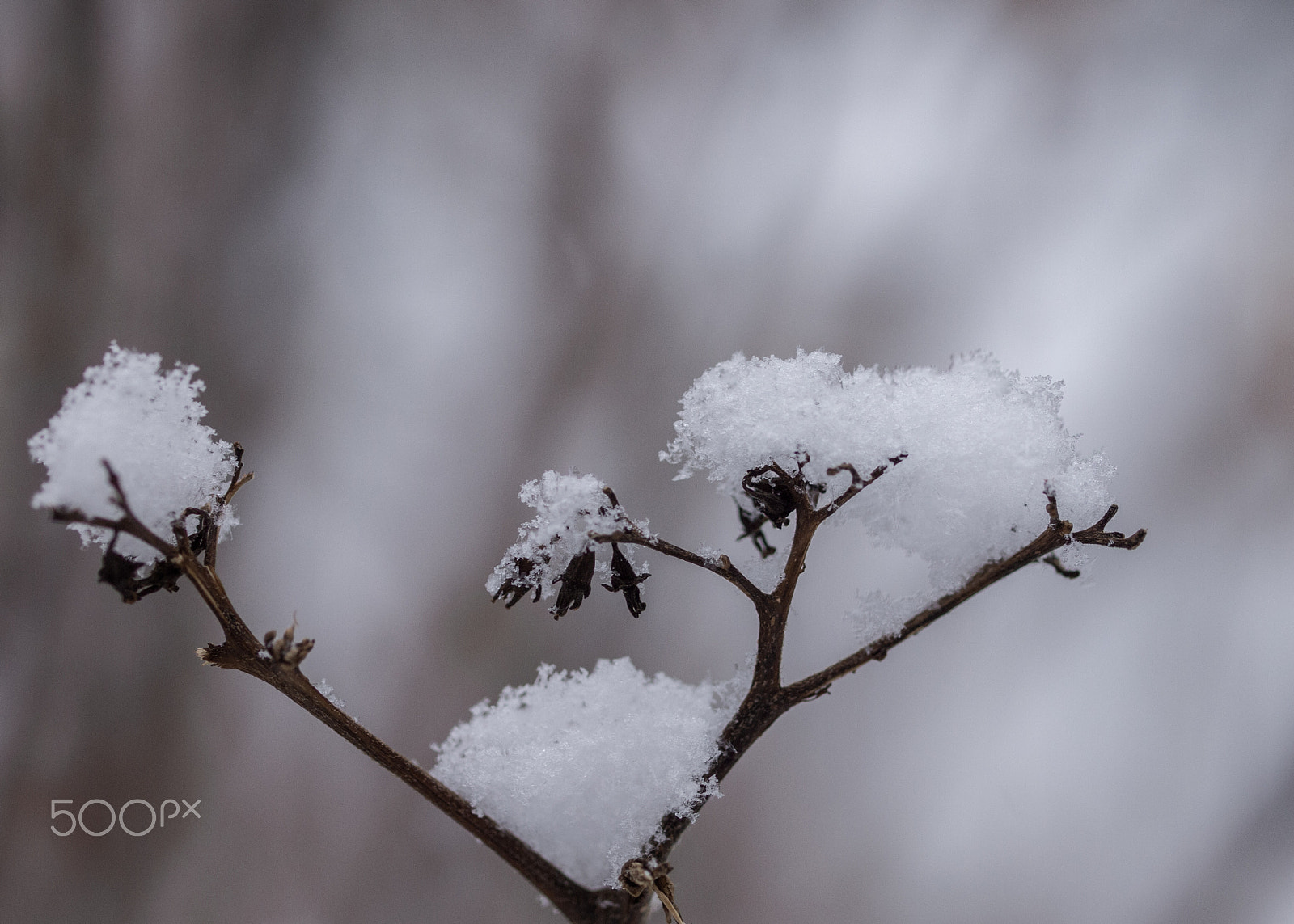 Olympus E-5 + OLYMPUS 50mm Lens sample photo. White detail... photography