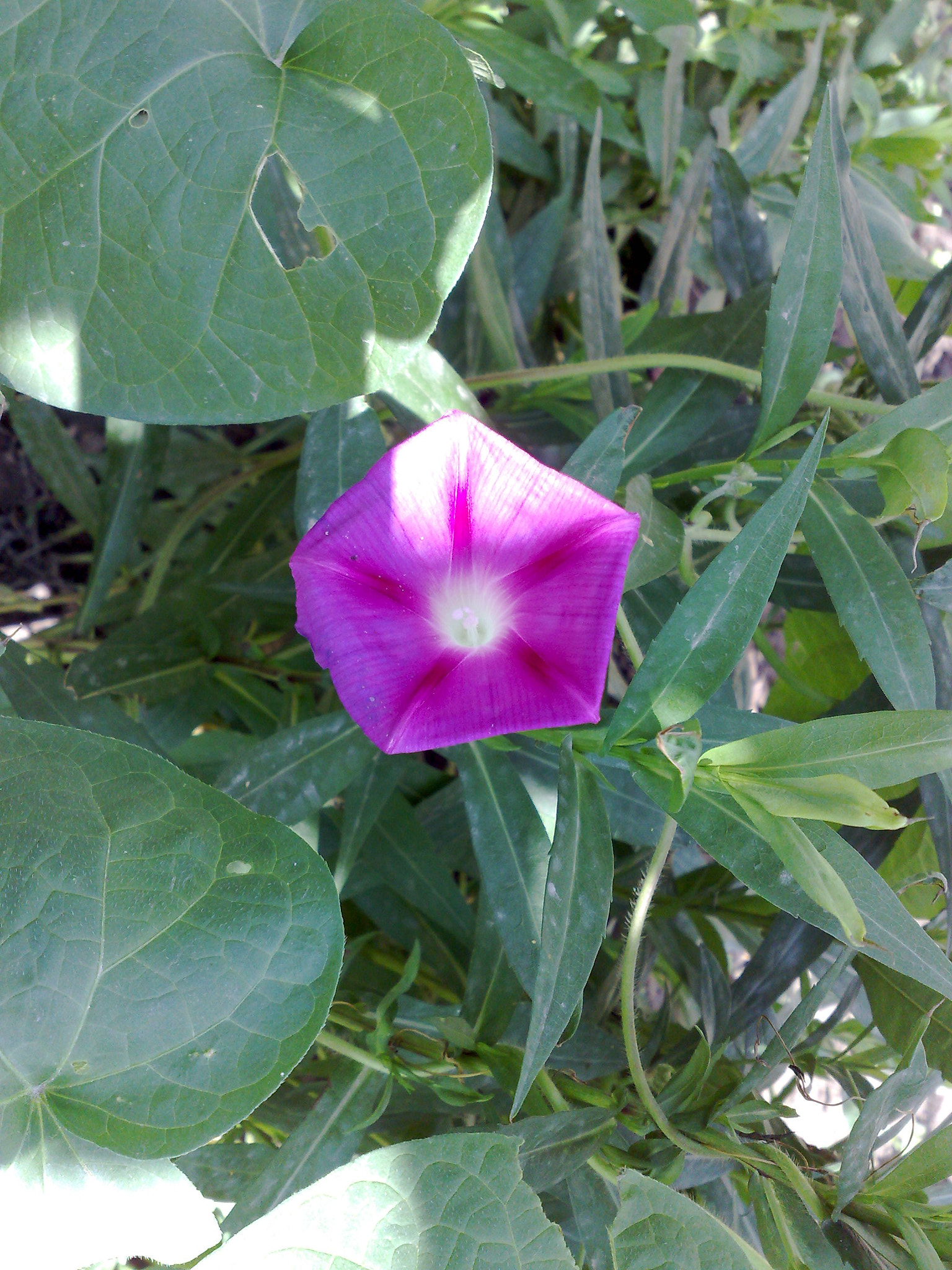 Nokia N95 sample photo. Morning glory photography