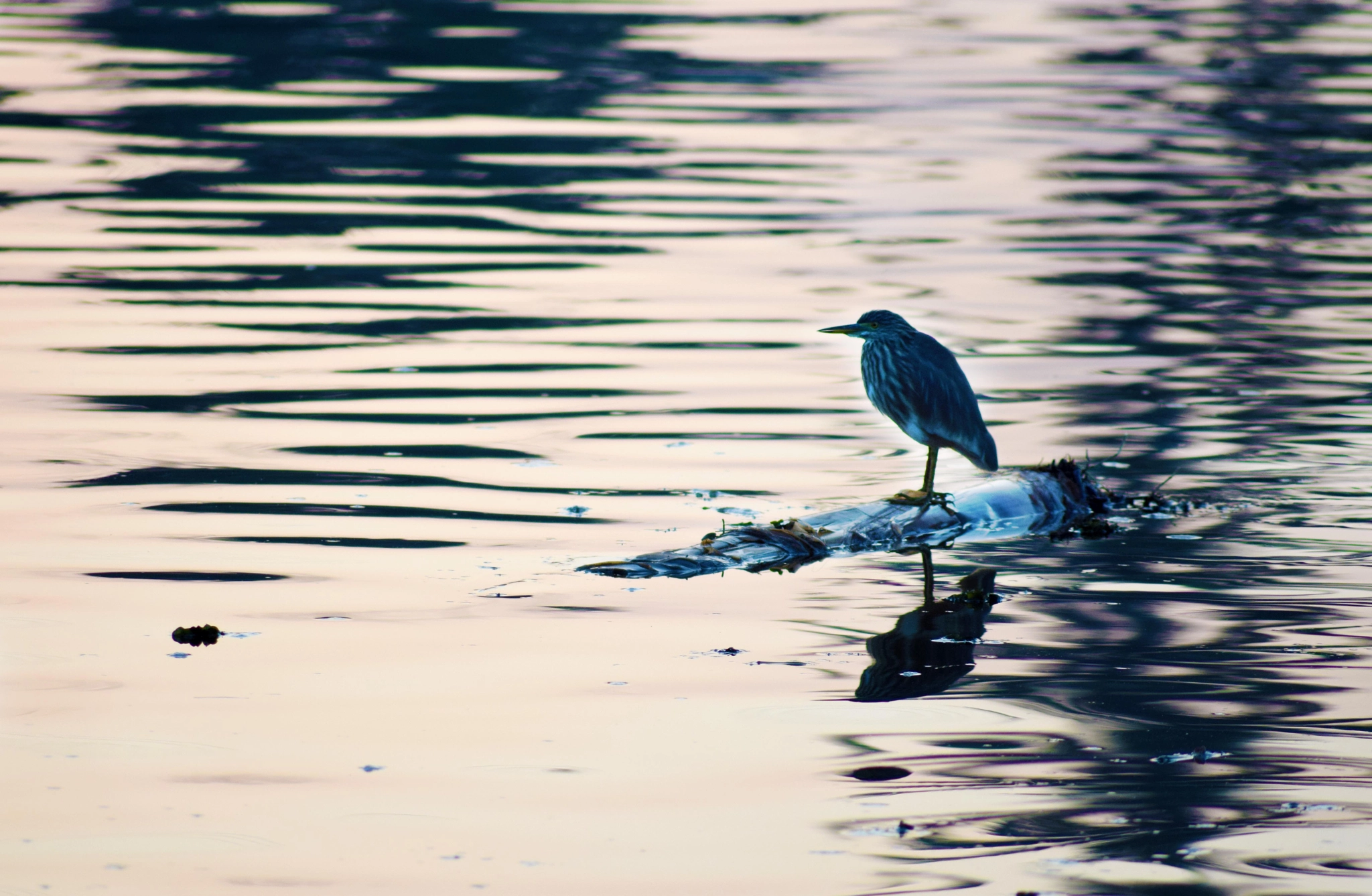 Sigma 150-500mm F5-6.3 DG OS HSM sample photo. Thug life, i say photography