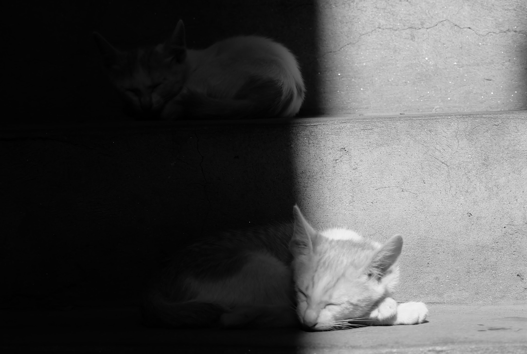 Fujifilm X-A1 + Fujifilm XC 50-230mm F4.5-6.7 OIS sample photo. 2conmeo.jpg photography