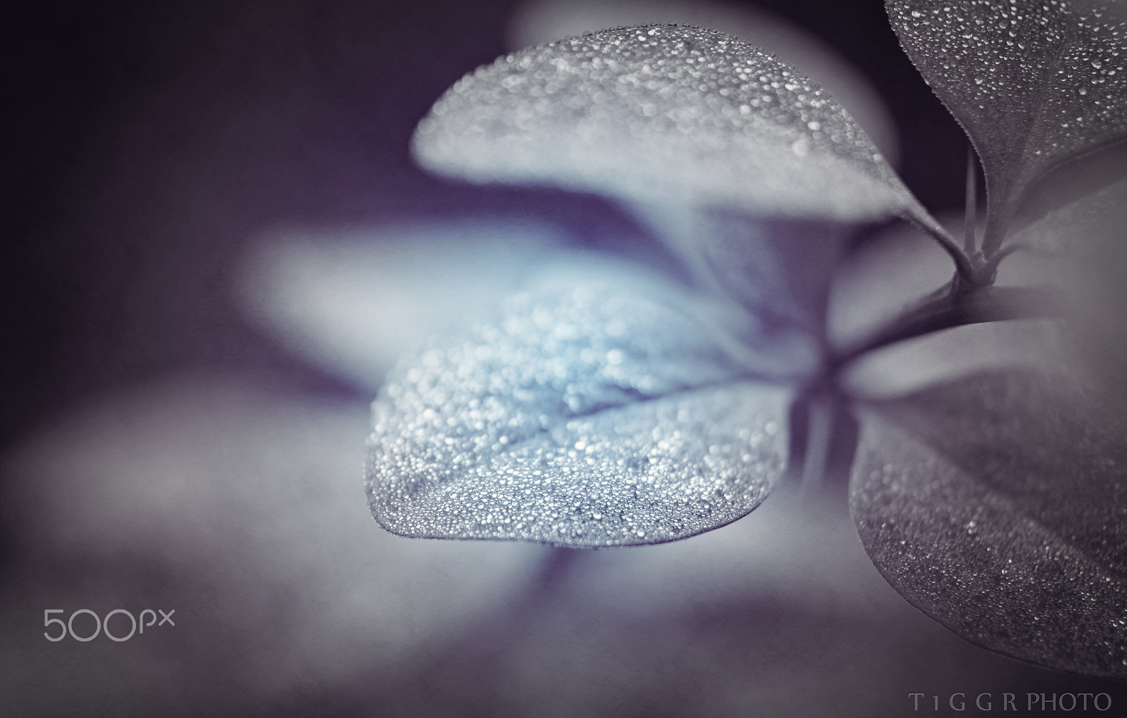 Samsung NX30 + Samsung NX 60mm F2.8 Macro ED OIS SSA sample photo. Silvery photography
