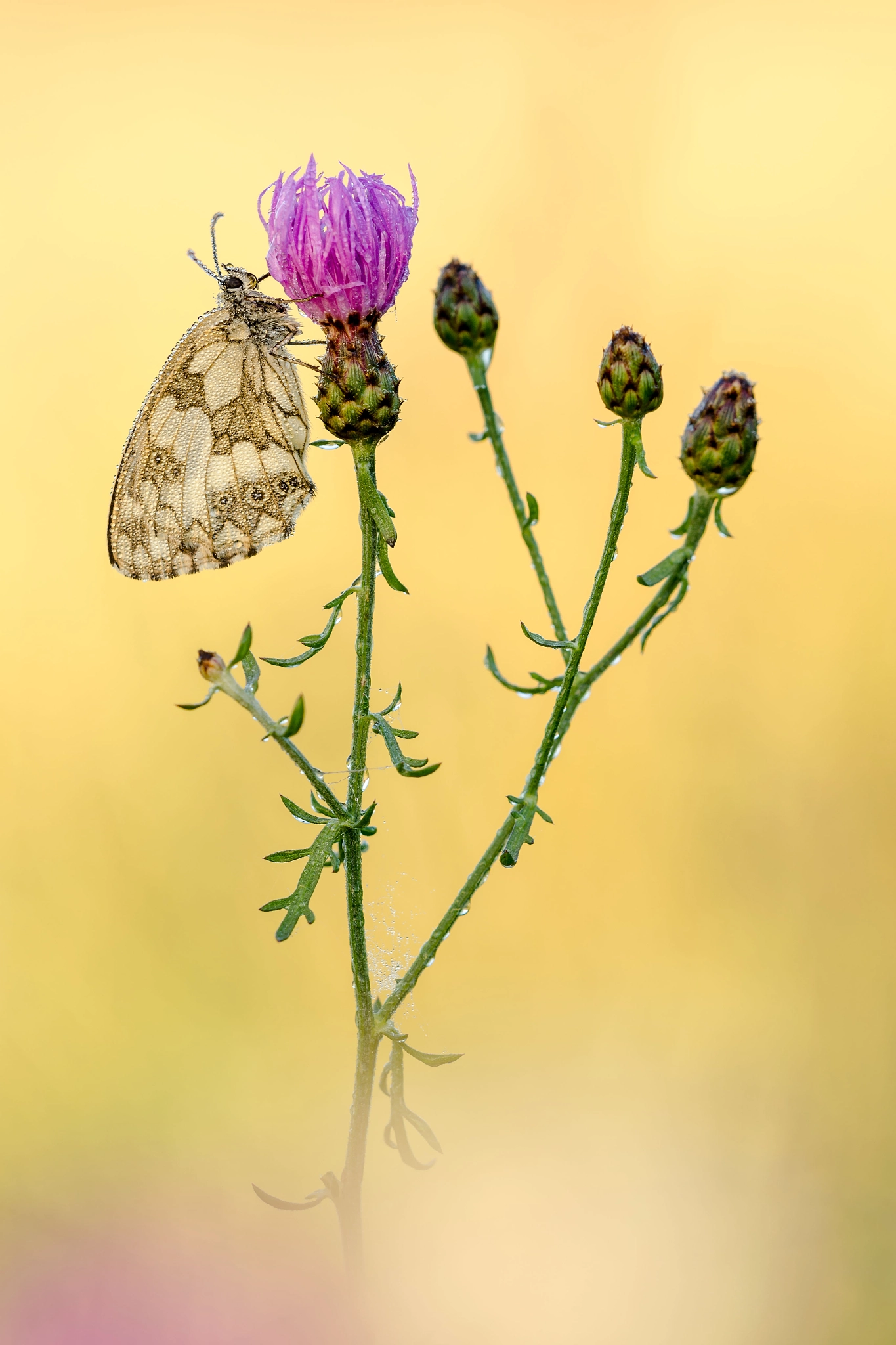 Sigma 150mm F2.8 EX DG Macro HSM sample photo. Melanargia galathea photography