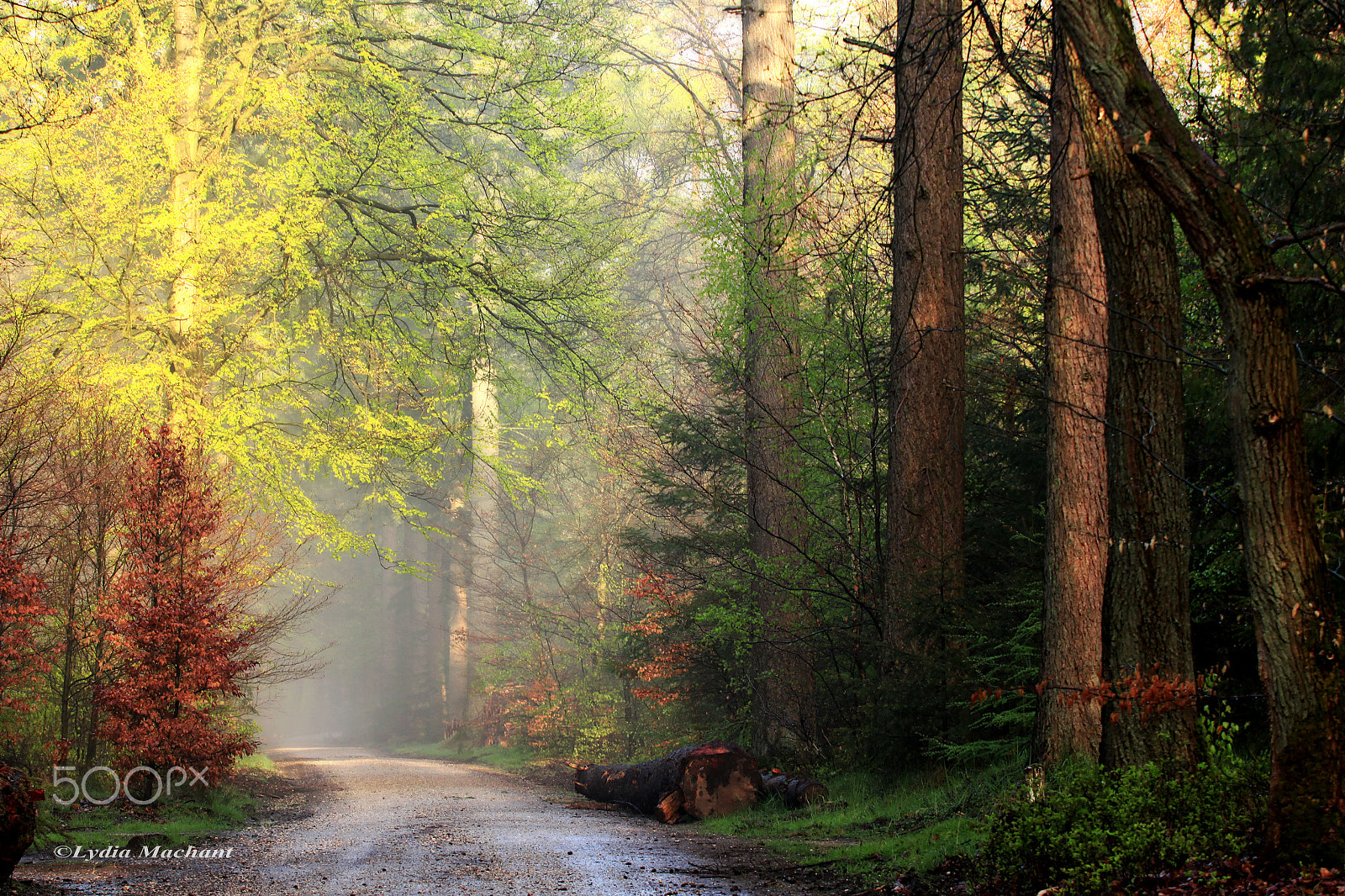 Canon EF 70-200mm F2.8L USM sample photo. Early morning beauty photography