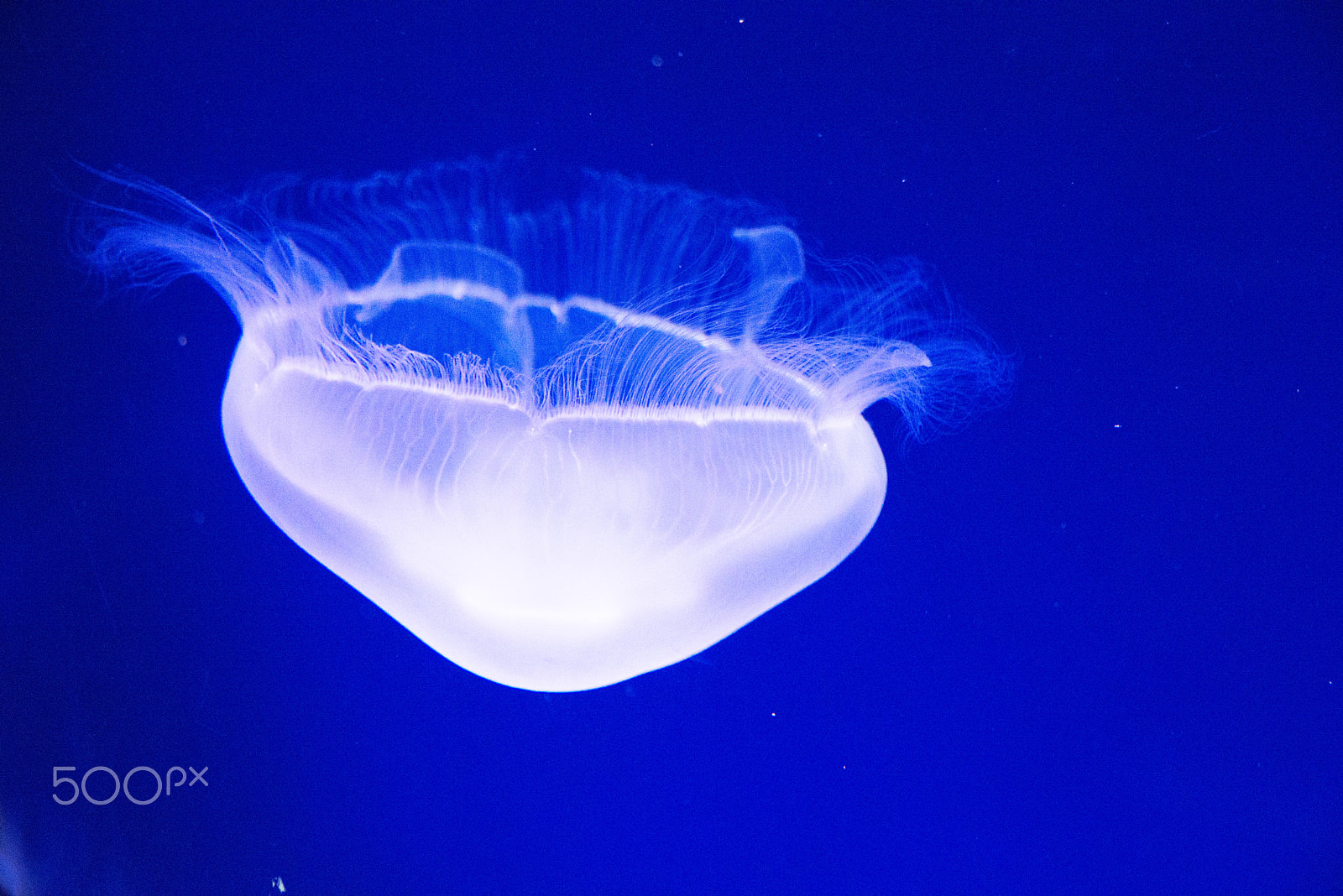 AF Zoom-Nikkor 24-120mm f/3.5-5.6D IF sample photo. Medusa photography