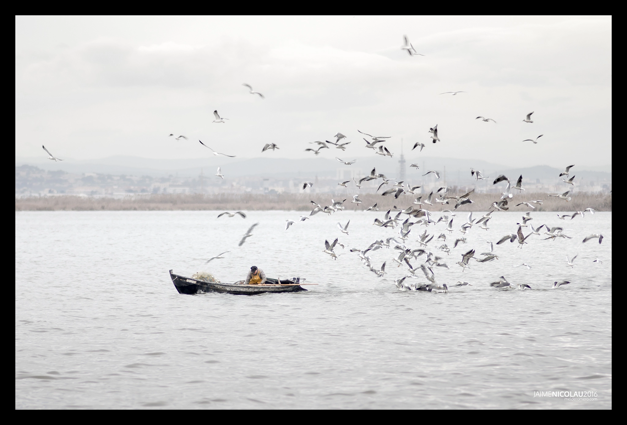 Nikon D7000 + AF Nikkor 180mm f/2.8 IF-ED sample photo. Mañana gris en la albufera photography