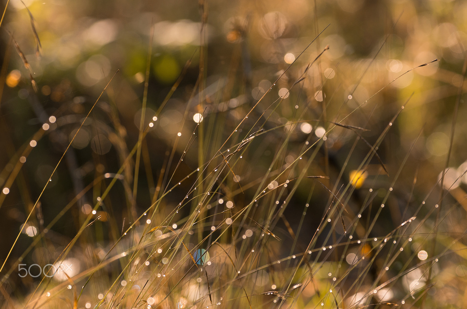 Pentax smc DA* 300mm F4.0 ED (IF) SDM sample photo. Autumn photography