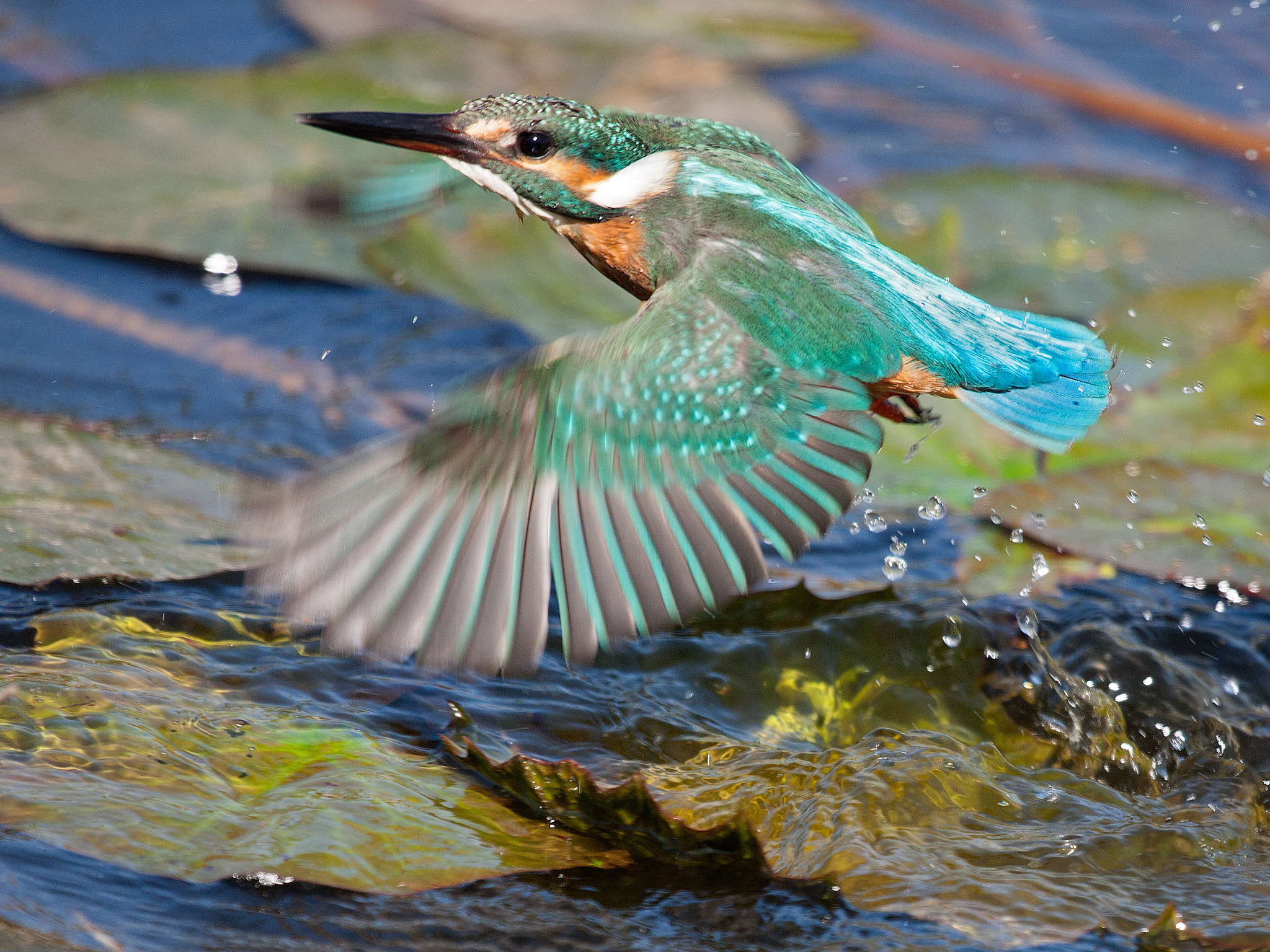 Canon EOS-1Ds Mark III sample photo. The splash maker photography