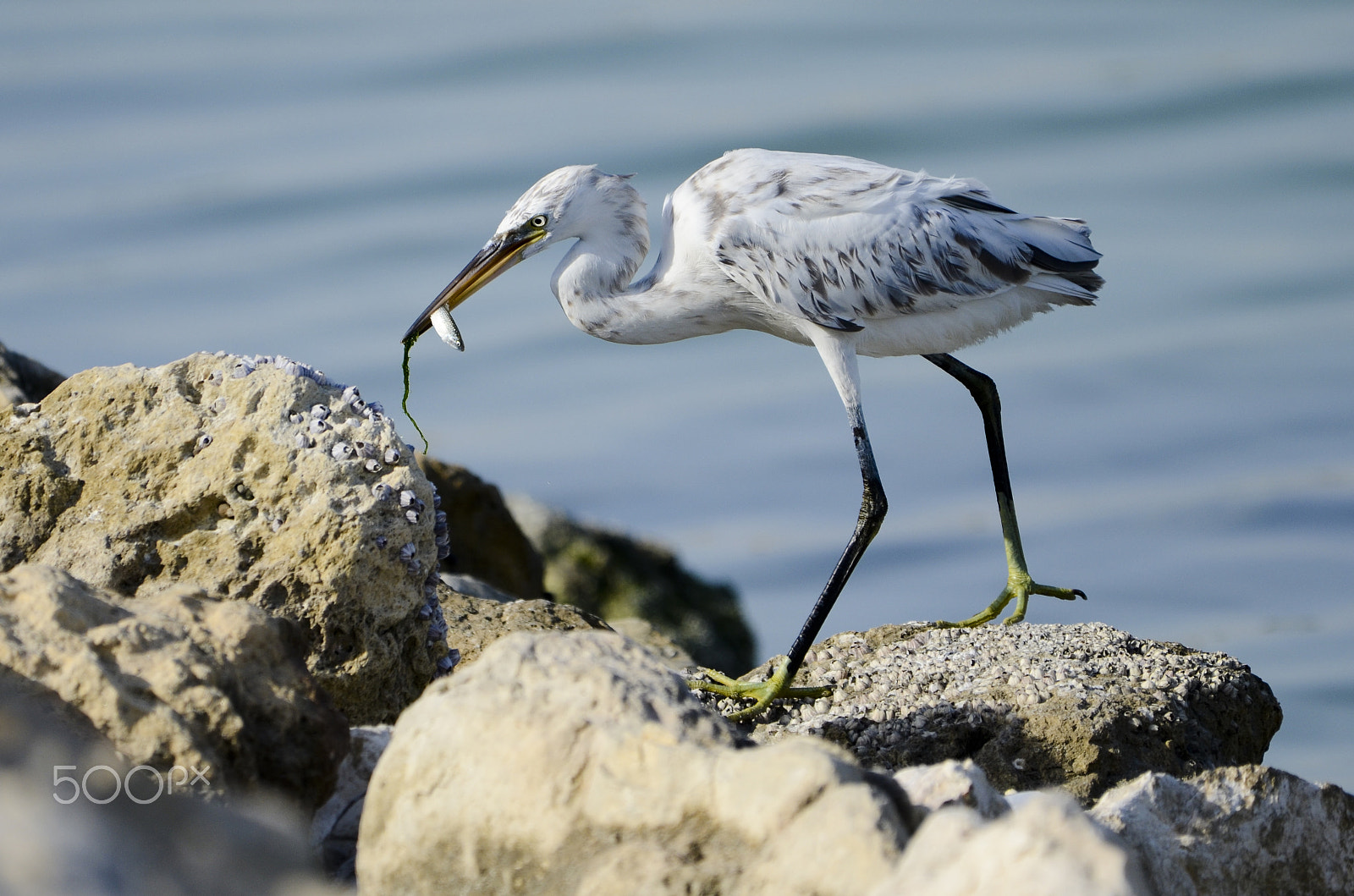 Nikon D7000 + Nikon AF Nikkor 180mm F2.8D ED-IF sample photo. Great egret photography