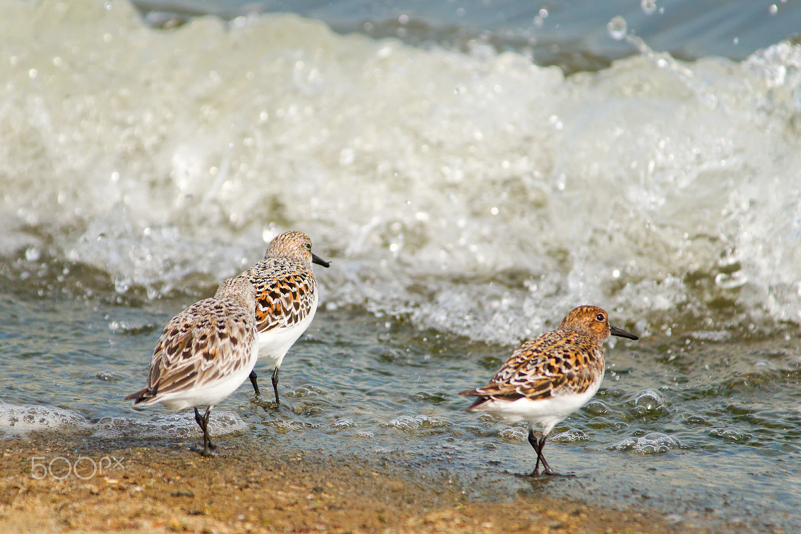 Sony Alpha DSLR-A850 sample photo. Sanderlings and surf. photography
