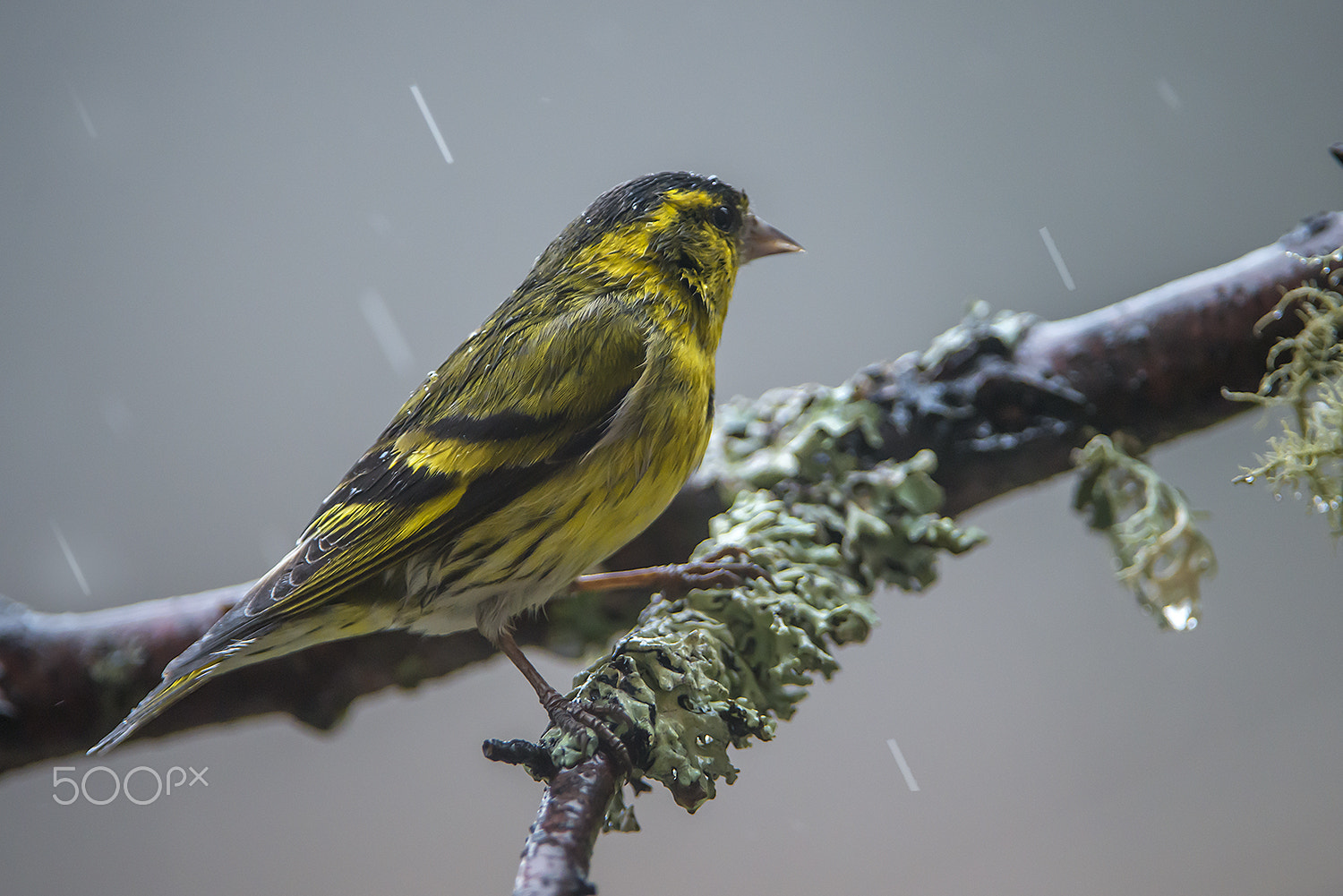 Nikon AF-S Nikkor 200-400mm F4G ED-IF VR sample photo. Eurasian siskin photography