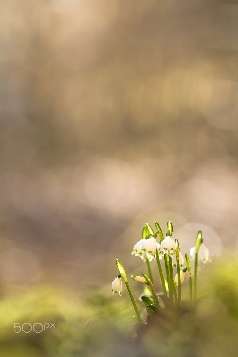 Canon EOS 60D + Canon EF 200mm F2.8L II USM sample photo. Märzenbecher (leucojum vernum) photography