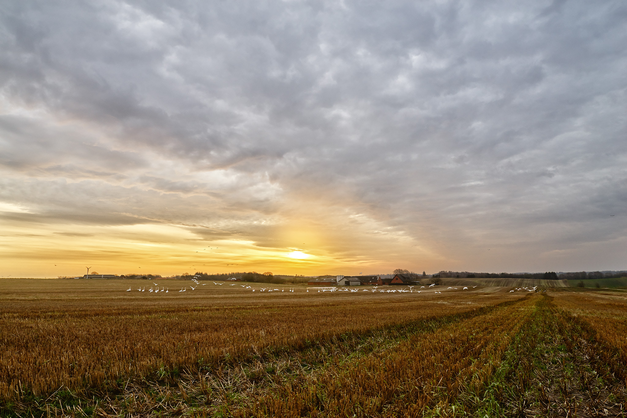 20mm F1.4 sample photo. Goose photography