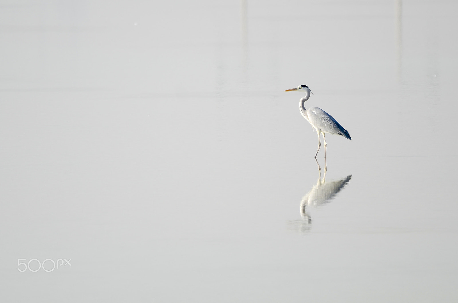 Sigma 18-125mm F3.8-5.6 DC OS HSM sample photo. Grey heron photography