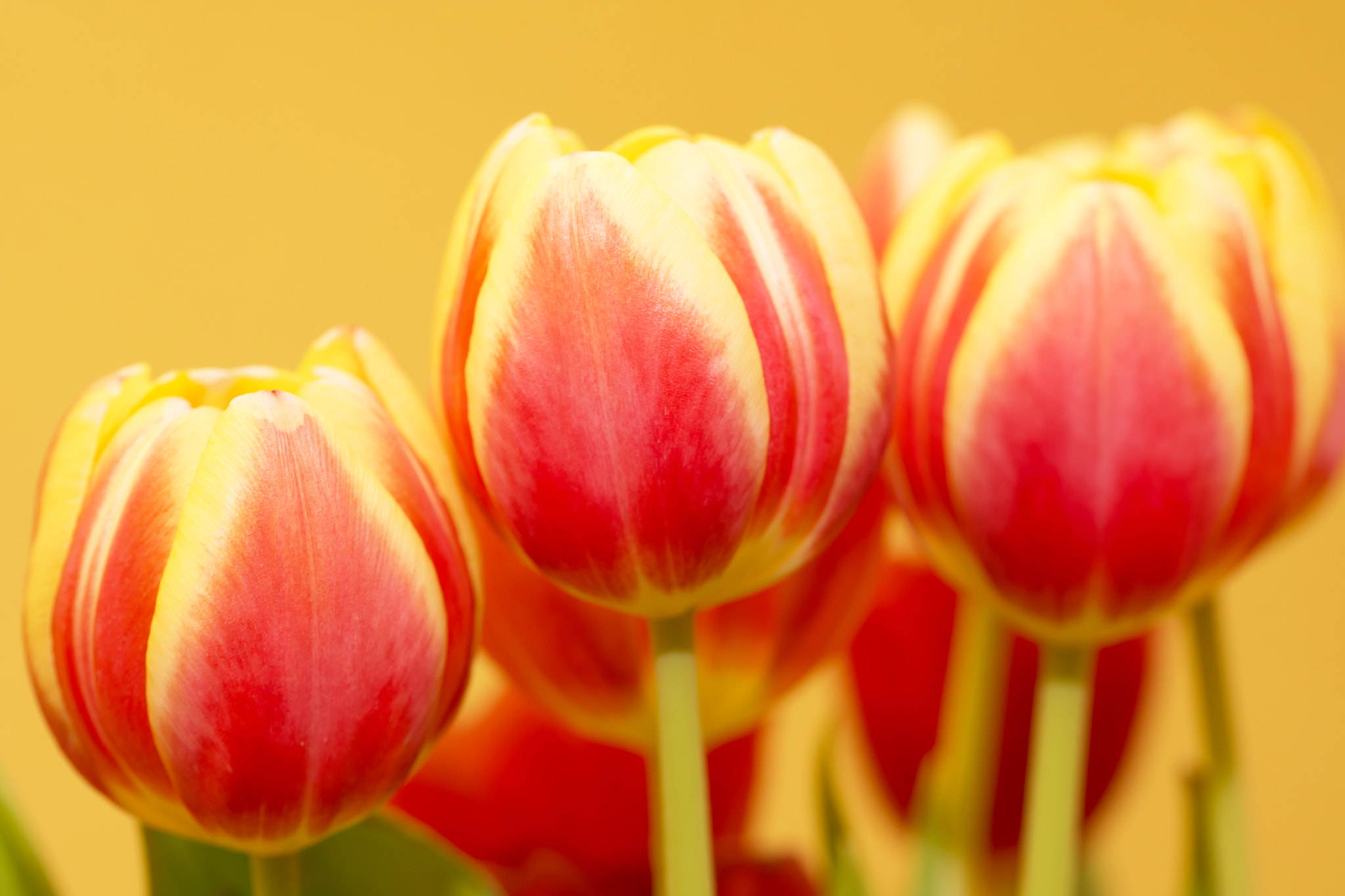 Sony SLT-A77 + Tamron Lens (255) sample photo. Some tulips photography