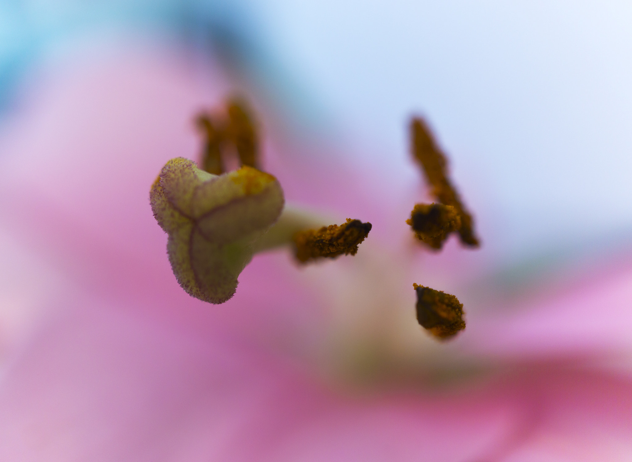 Sony Alpha NEX-7 + Sony E 30mm F3.5 Macro sample photo. 19221762523.jpg photography