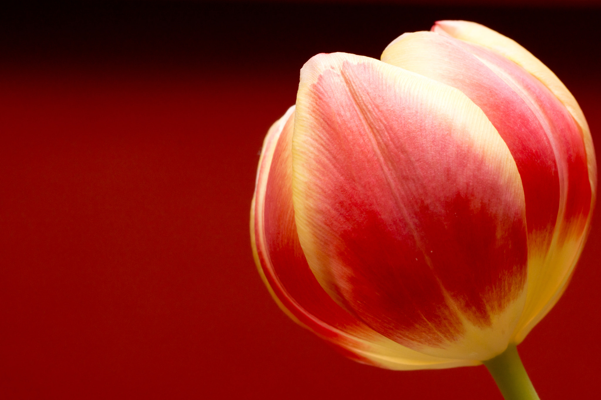 Sony SLT-A77 + Tamron Lens (255) sample photo. Red tulip photography