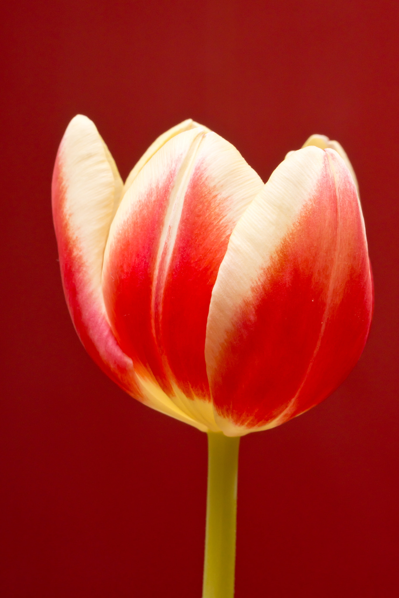 Sony SLT-A77 + Tamron Lens (255) sample photo. Open tulip photography