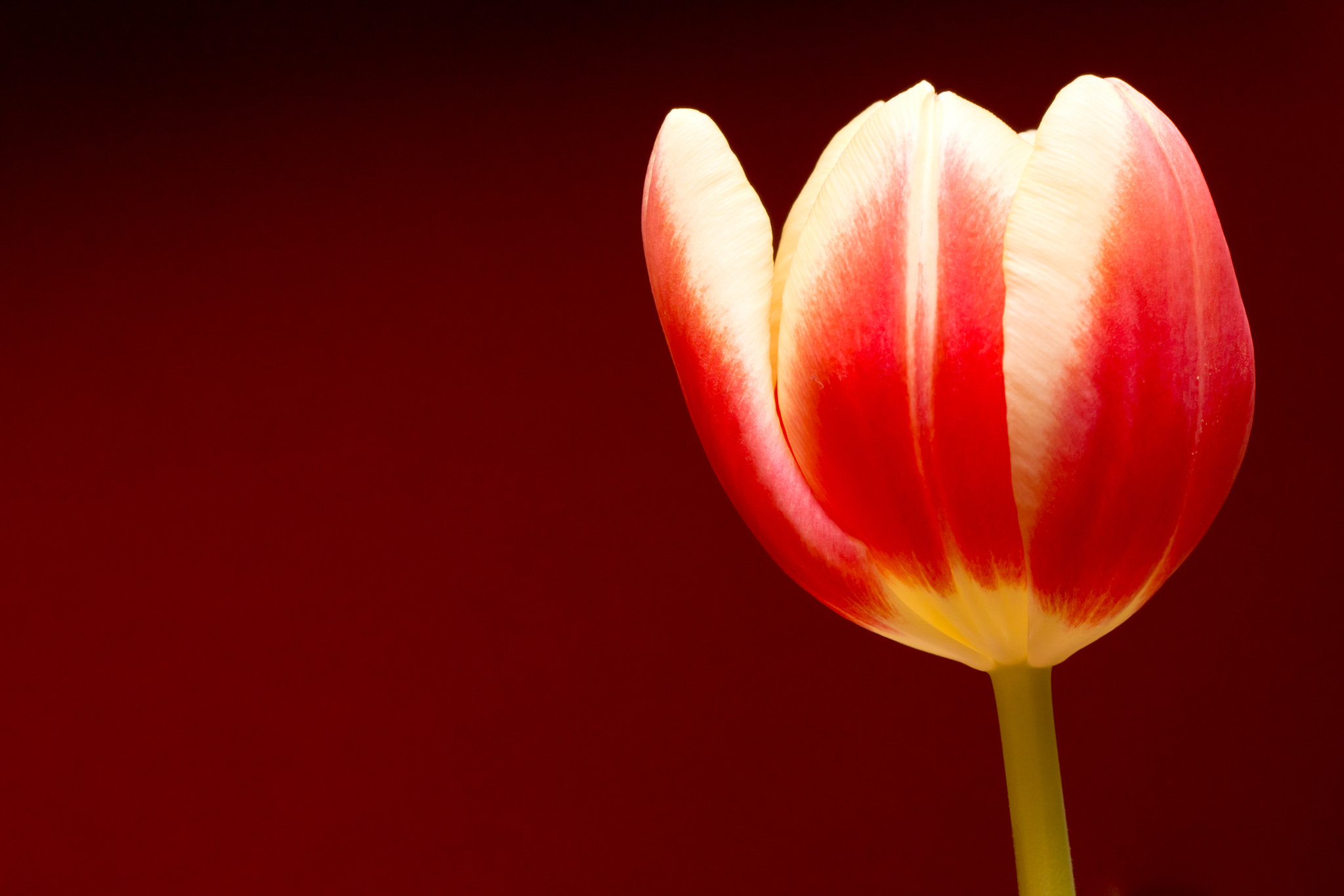 Sony SLT-A77 + Tamron Lens (255) sample photo. Open tulip photography