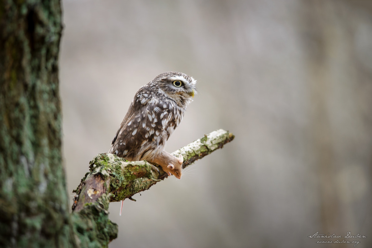 Nikon D3S + Nikon AF-S Nikkor 300mm F4D ED-IF sample photo. Little owl with catch photography