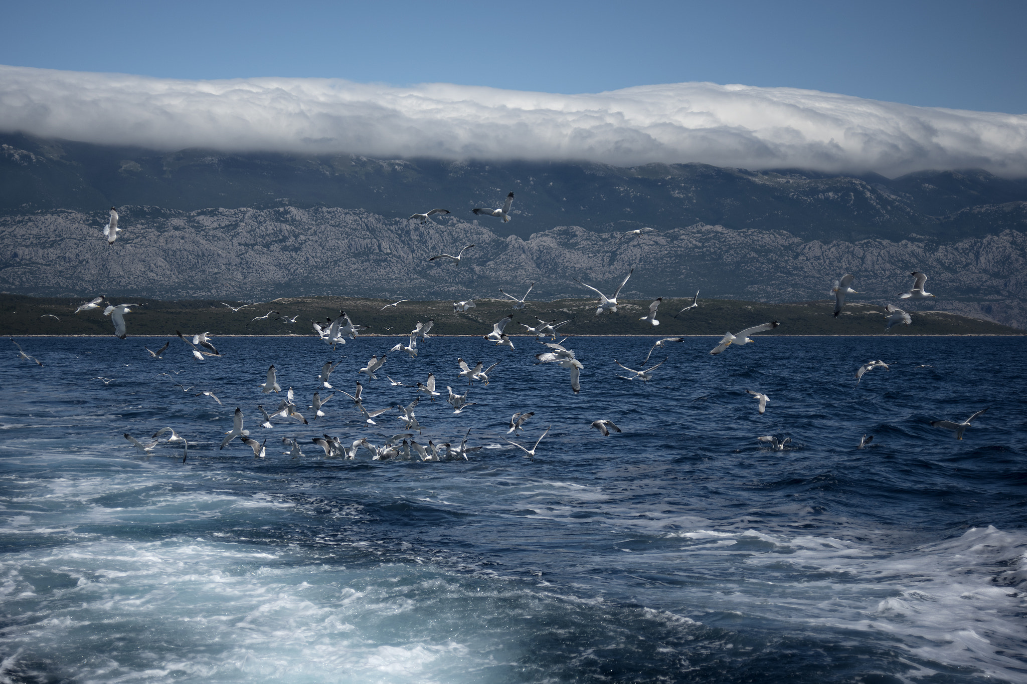 AF Zoom-Nikkor 28-80mm f/3.3-5.6G sample photo. The feast photography